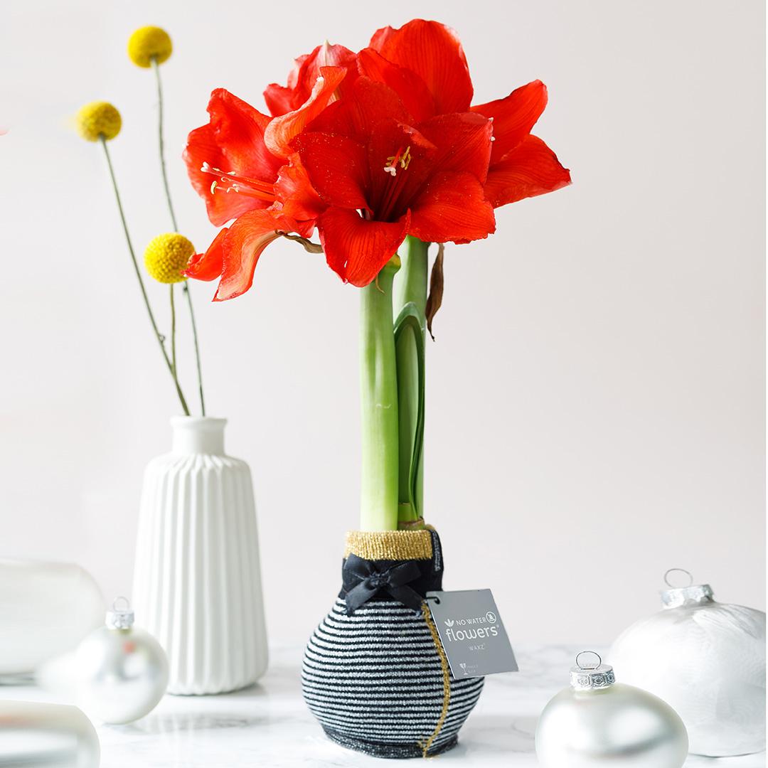 No Water Flowers® Fashionz Elegant Mix (3er Pack) + Rote Blume - Pflanzfix24