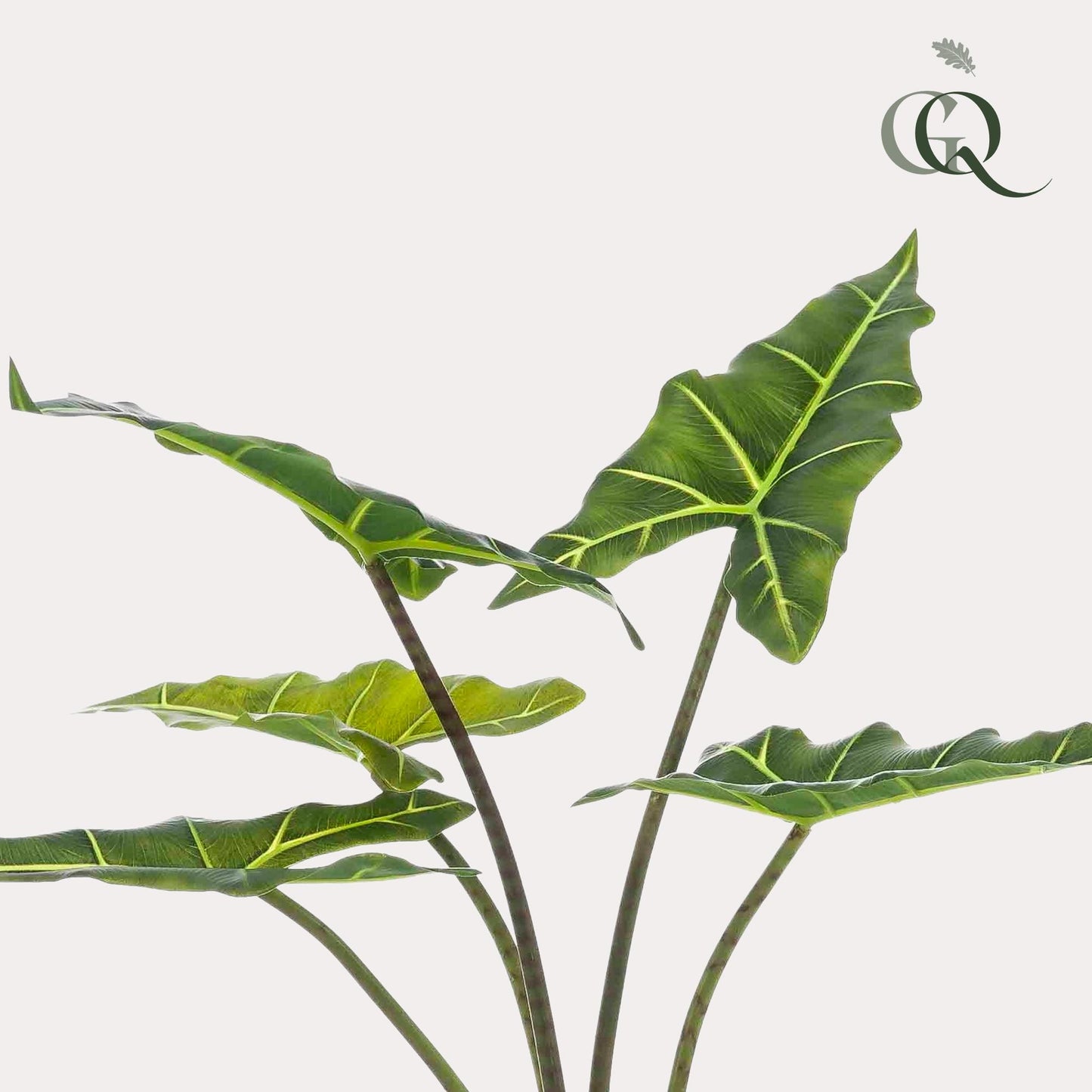 Kunst-Alocasia Frydek 80 cm – Pflanzfix24.de - Pflanzfix24.de