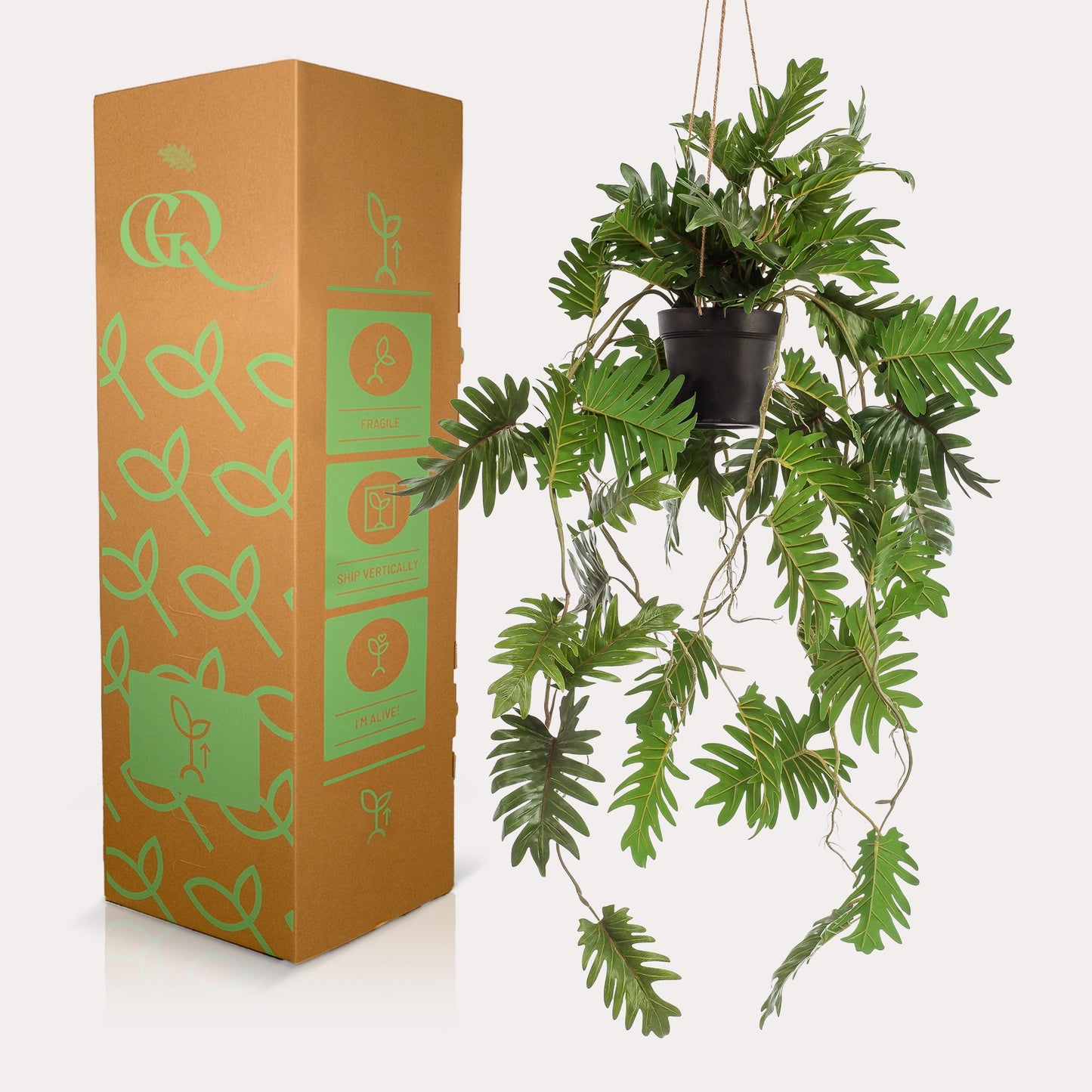 Kunstpflanze Philodendron 80 cm - Pflanzfix24.de - Pflanzfix24.de