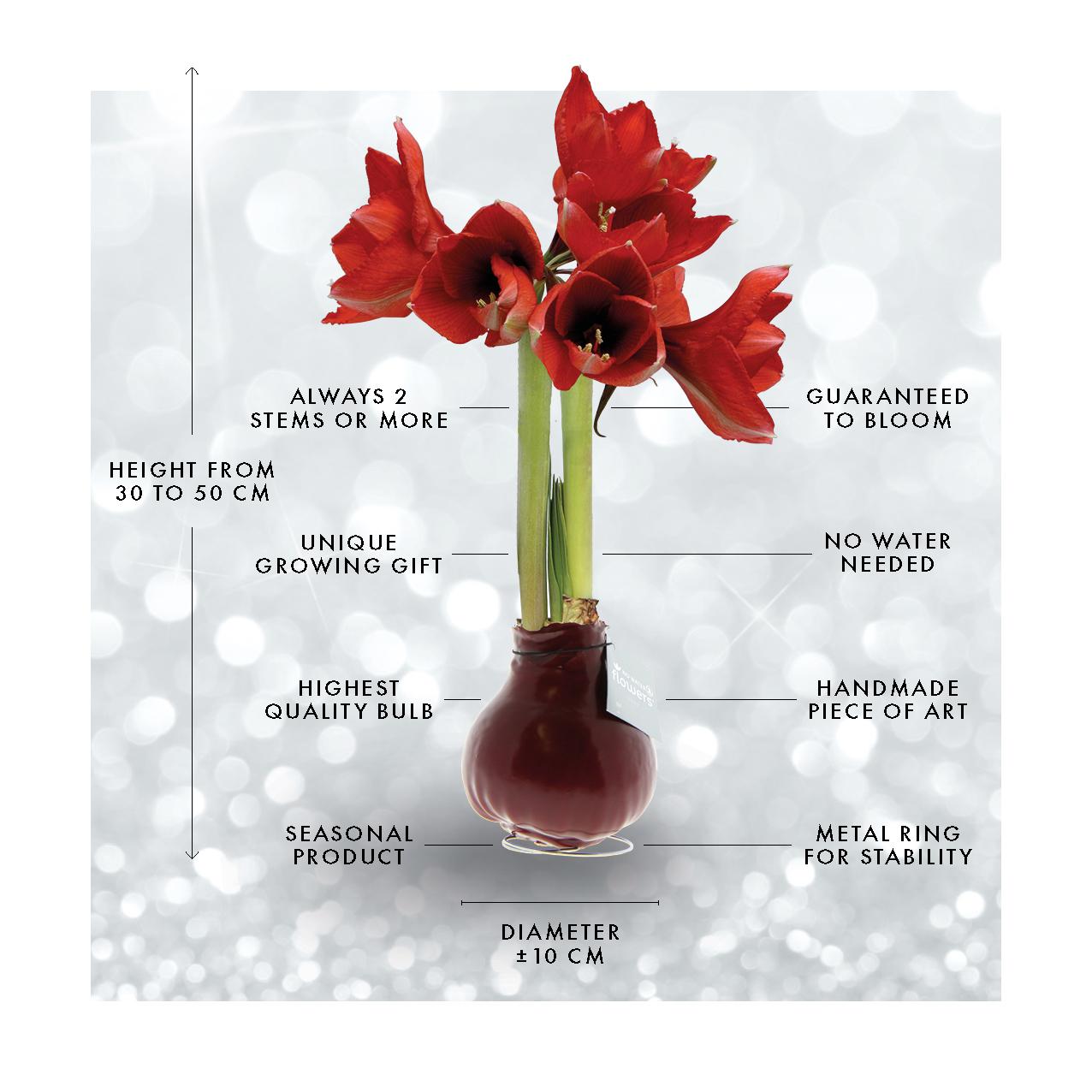 No Water Flowers® Fashionz Xmas Fun Silly - Rudolp Blue + Red flower - Pflanzfix24