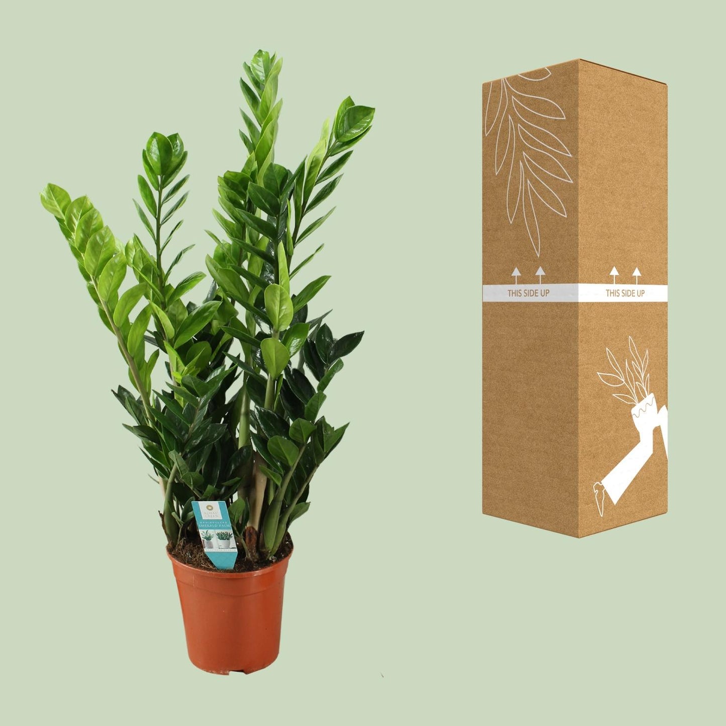 Zamioculcas Ø21cm, 100cm – Große luftreinigende Zimmerpflanze | Pflanzfix24