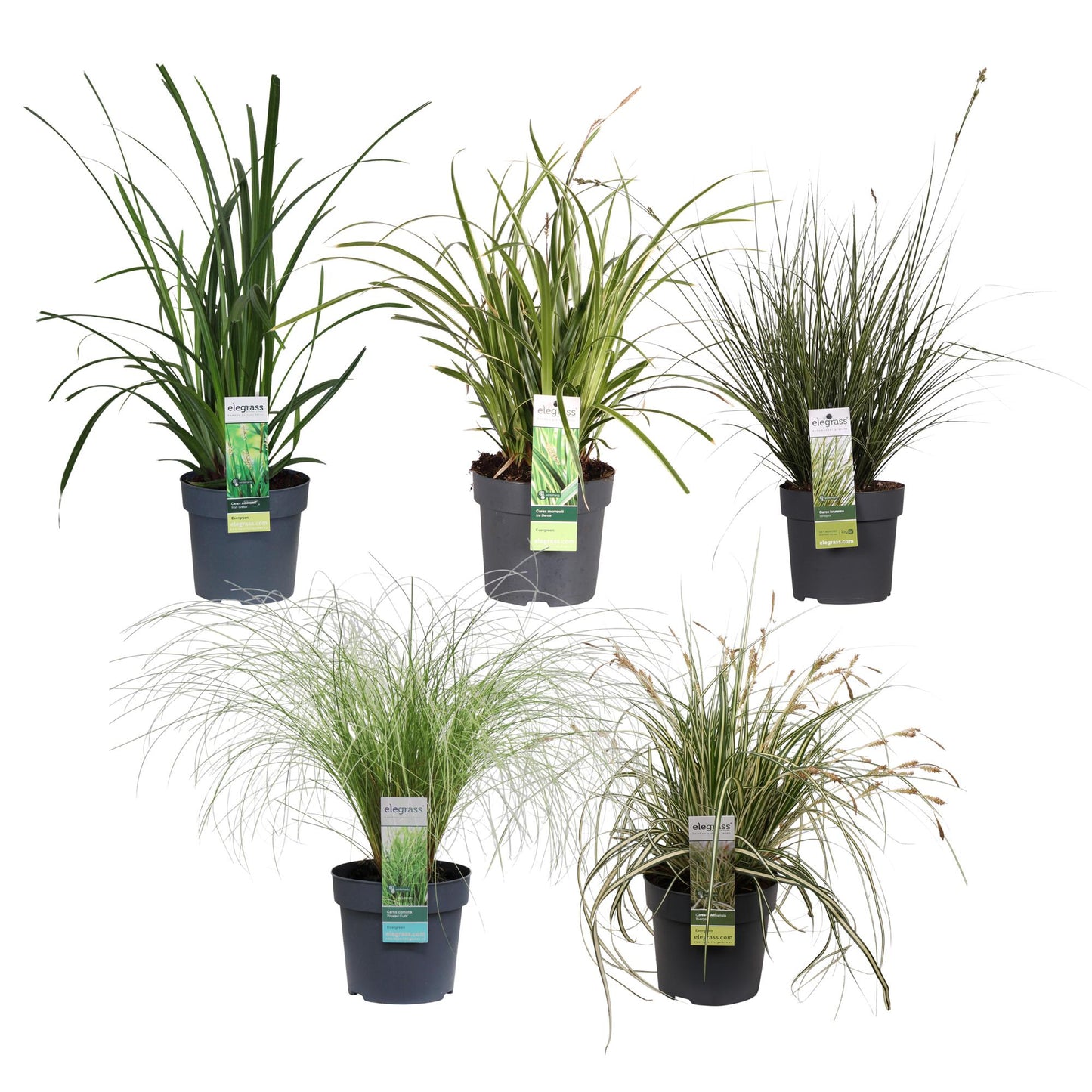 5x - Carex Mix - ↨30cm - Ø14 - Pflanzfix24