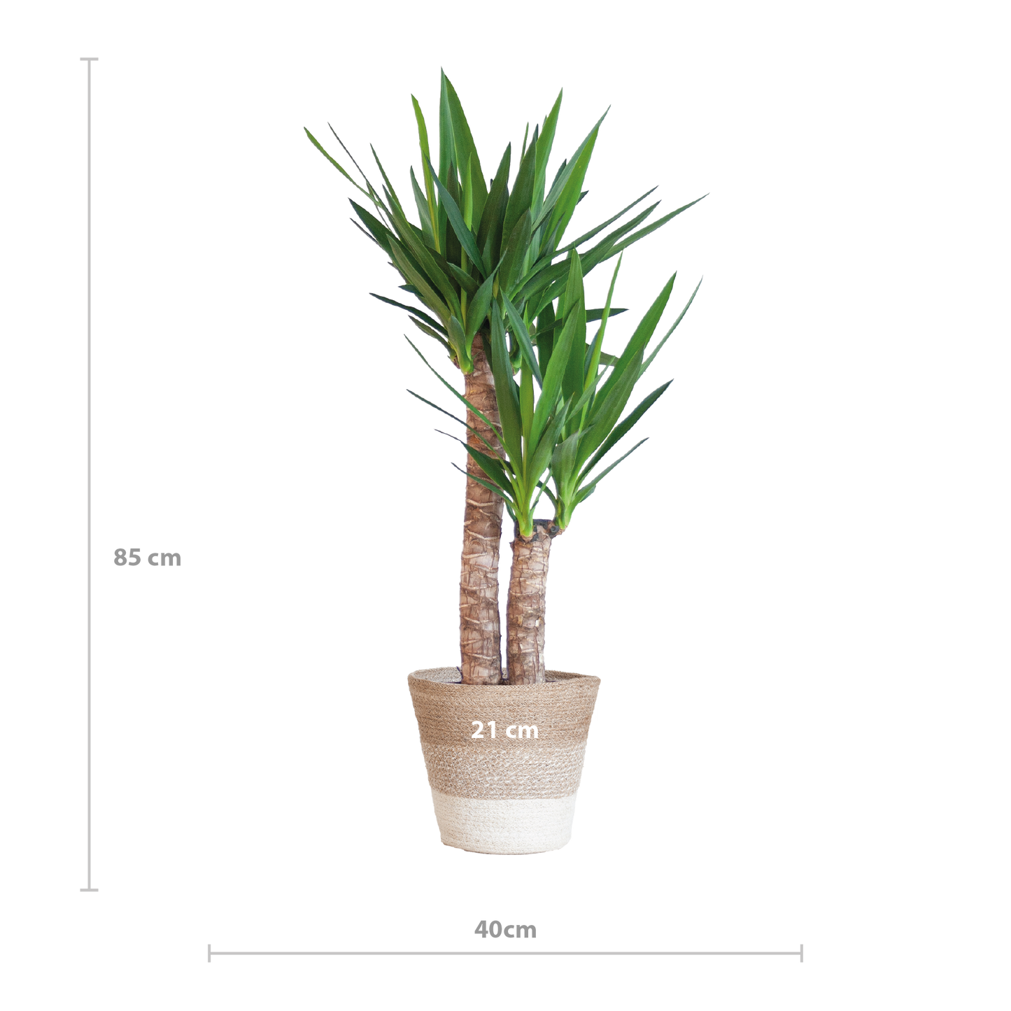Yucca Elephantipes 90cm mit weißem Korb - pflanzfix24