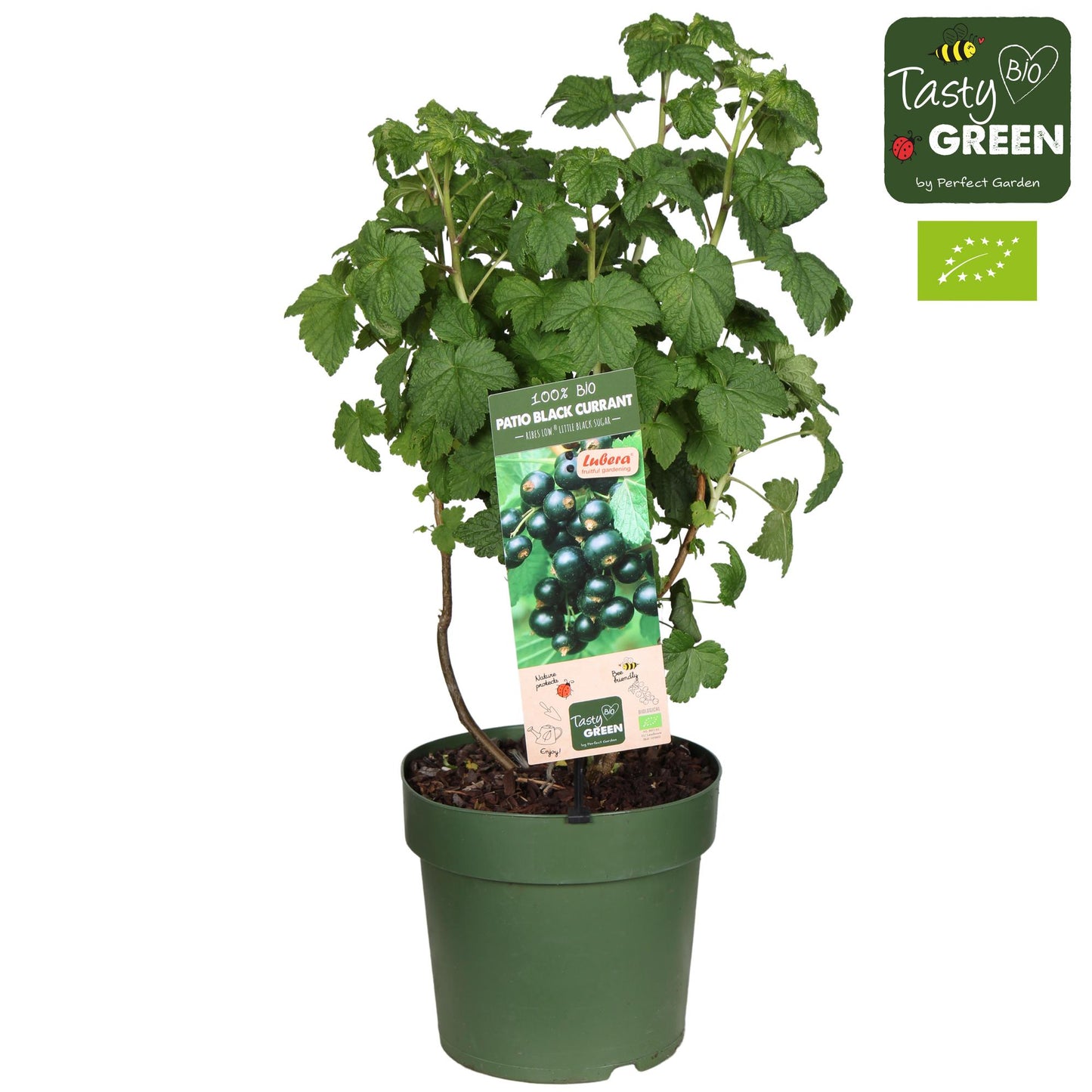 Ribes Low 'Little Black Sugar' Bio - Ø23cm - Pflanzfix24