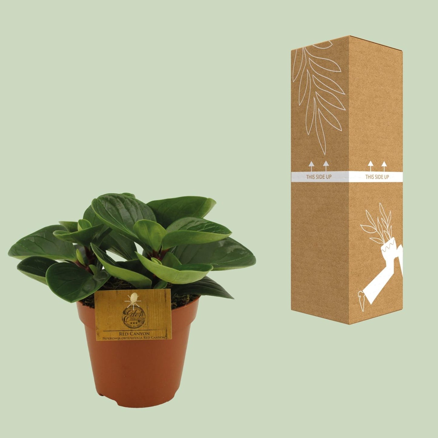 Peperomia Red Canyon - Ø12cm - ↕20cm - Pflanzfix24