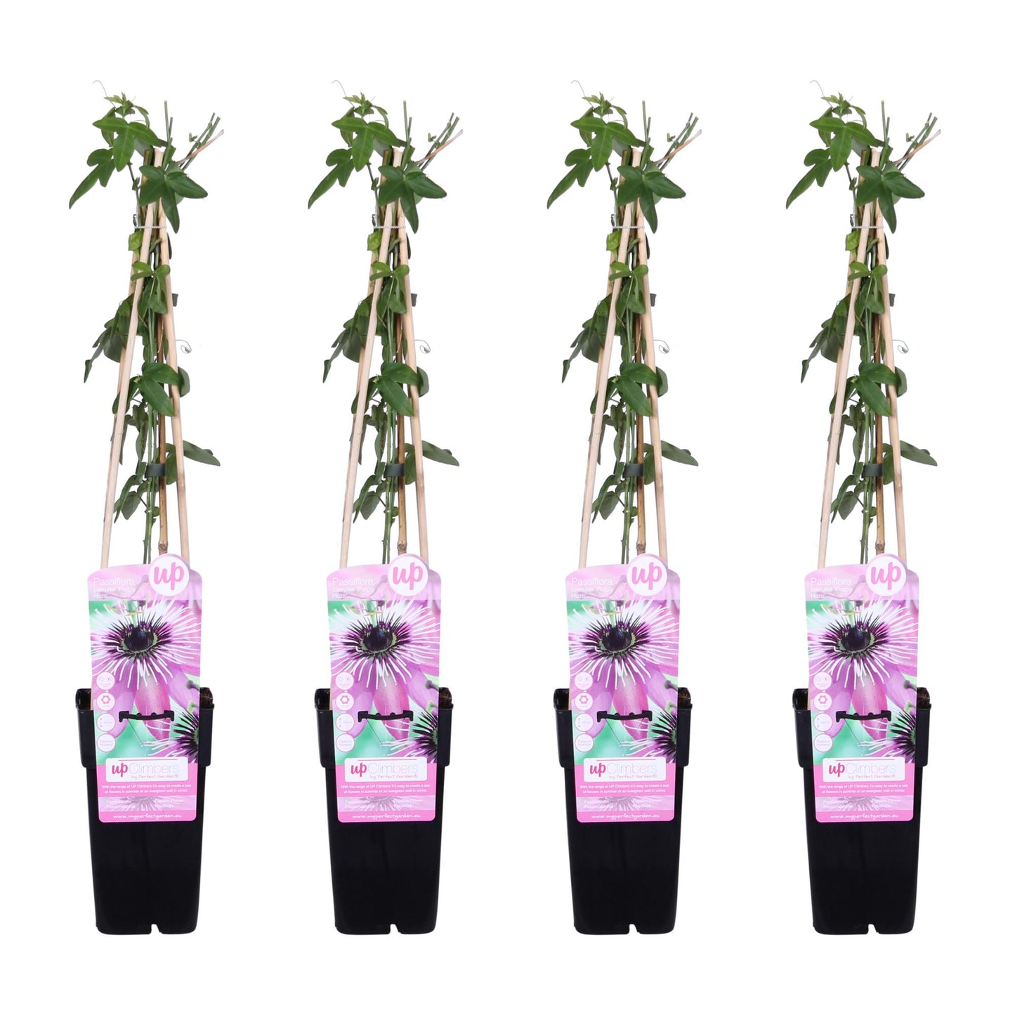 4x Passiflora 'Purple Haze' - 65cm - Ø15 - Pflanzfix24