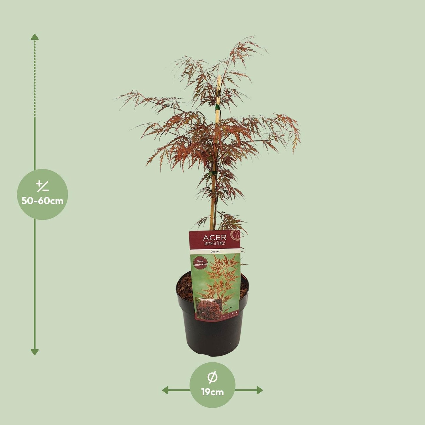 Acer palm. 'Garnet' - Ø19cm - ↕40cm bei Pflanzfix24.de - Pflanzfix24.de