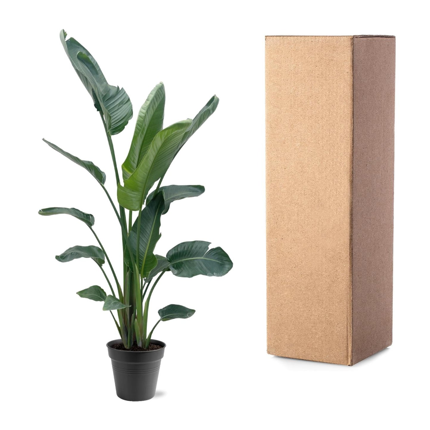 Strelitzia Nicolai XXL 190-210 cm ø27-30 – Weißer Paradiesvogel | Pflanzfix24.de - Pflanzfix24.de