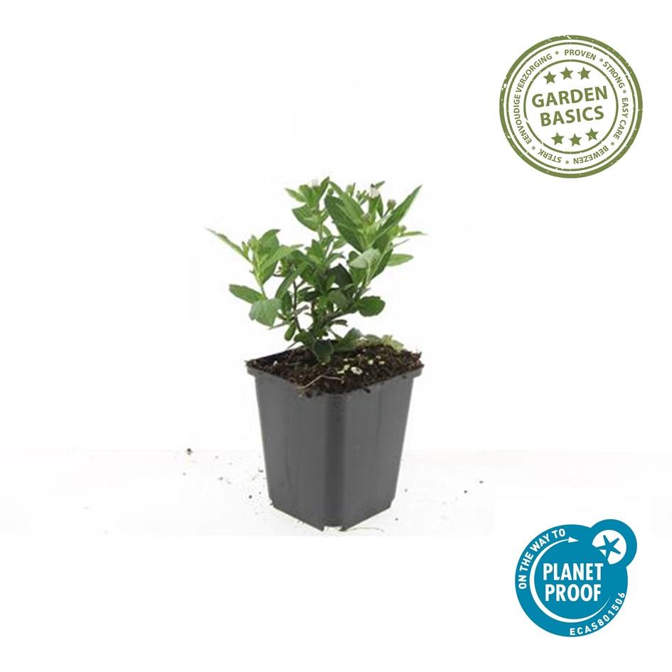 6x Aster ageratoides 'Stardust' - Pflanzfix24.de - Pflanzfix24.de