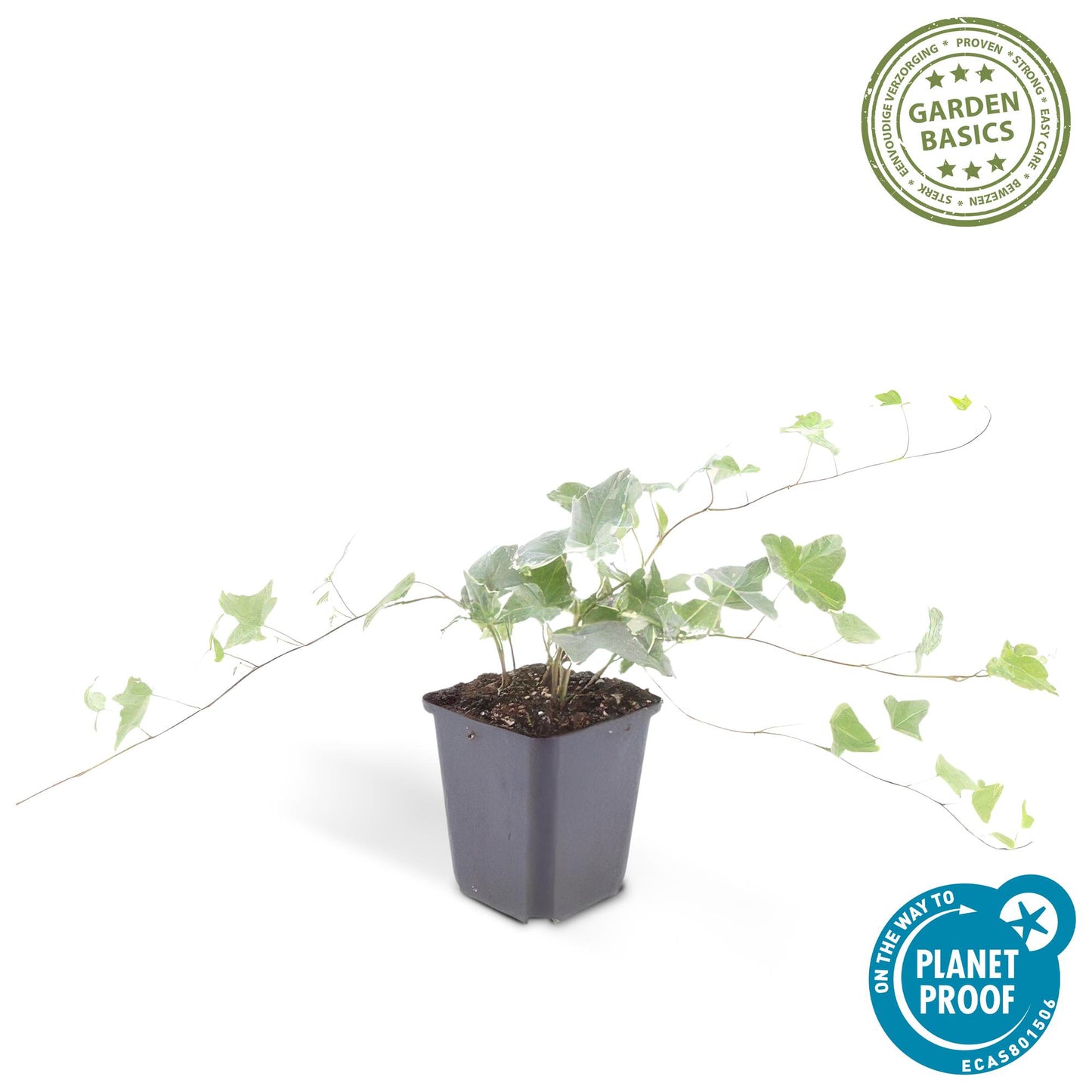 12x Hedera helix 'Glacier' – Efeu mit silberweißen Adern | Pflanzfix24.de - Pflanzfix24.de