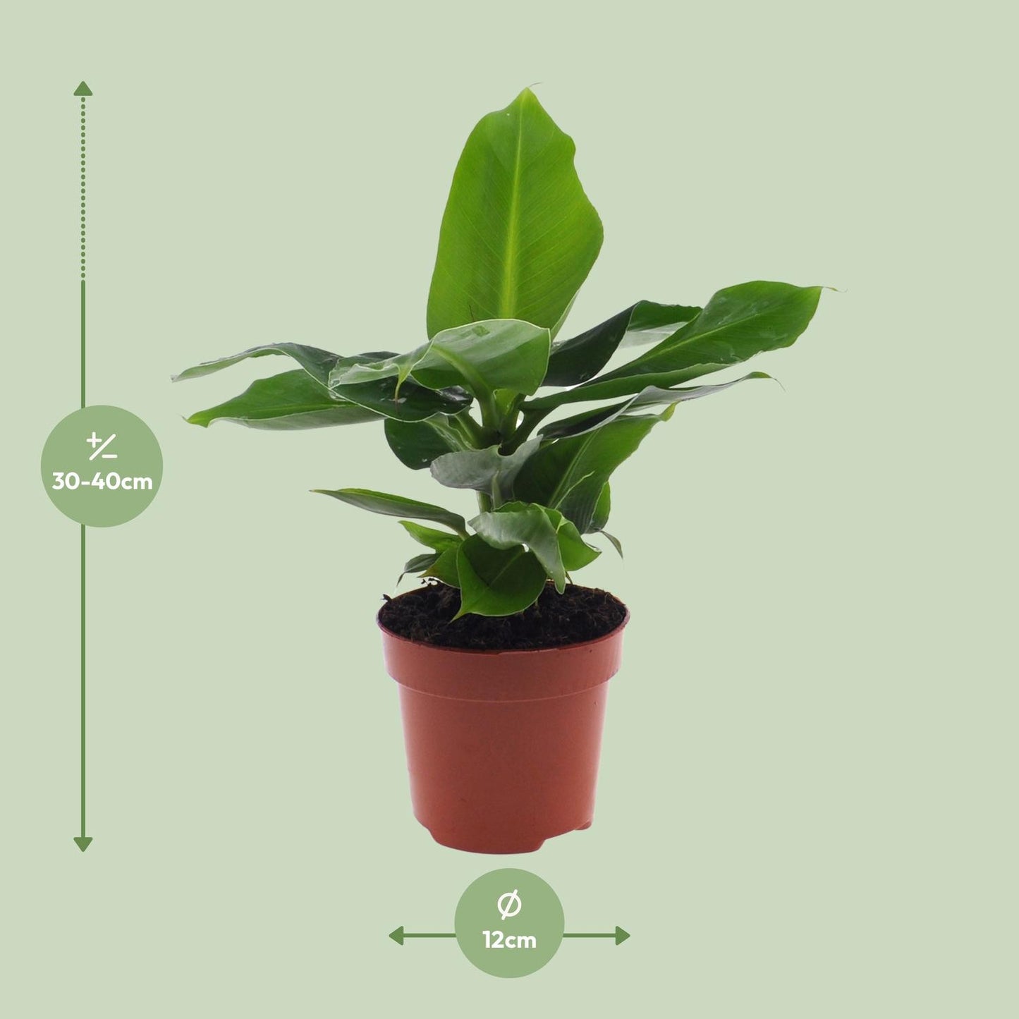 Musa Oriental Dwarf Bananenpflanze 12cm – Pflanzfix24.de - Pflanzfix24.de