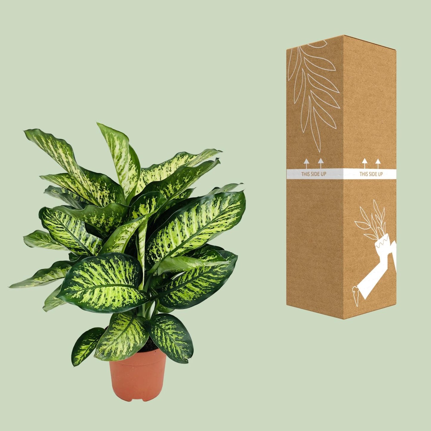 Dieffenbachia Camilla - Ø21cm - ↕75cm bei Pflanzfix24