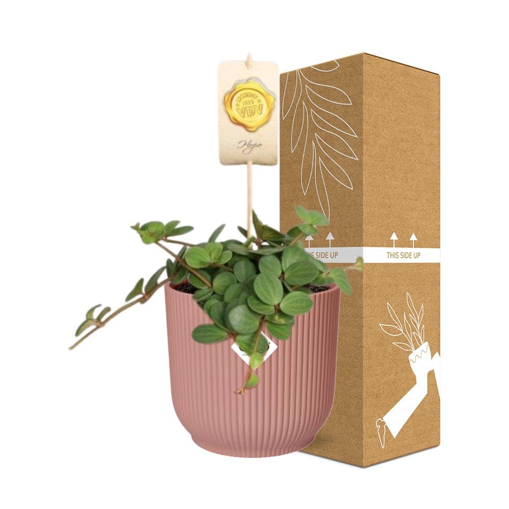 Peperomia ‘Hope’ in ELHO Vibes Fold 14cm - Rosé | Pflanzfix24
