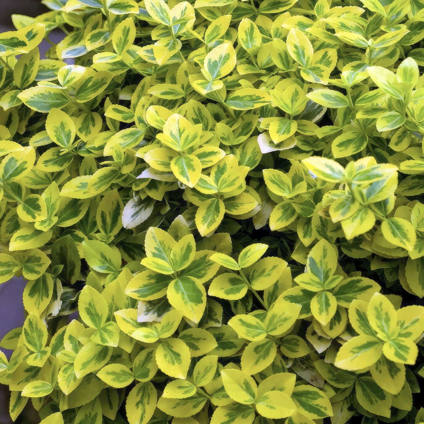 24x Euonymus fort. 'Emerald 'n Gold’ - ↕10-25cm - Ø9cm - Pflanzfix24
