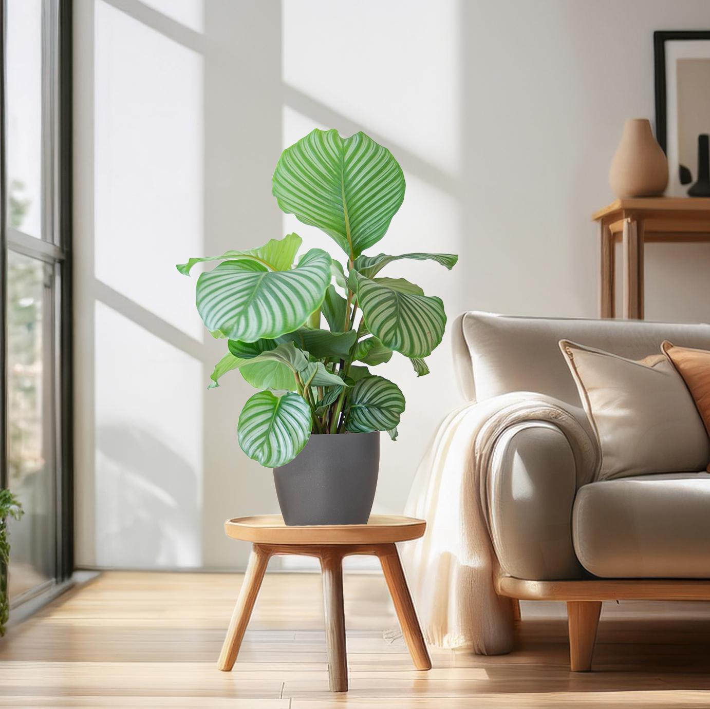 Calathea Orbifolia mit Viber grau - 65cm - Ø21 - Pflanzfix24.de - Pflanzfix24.de
