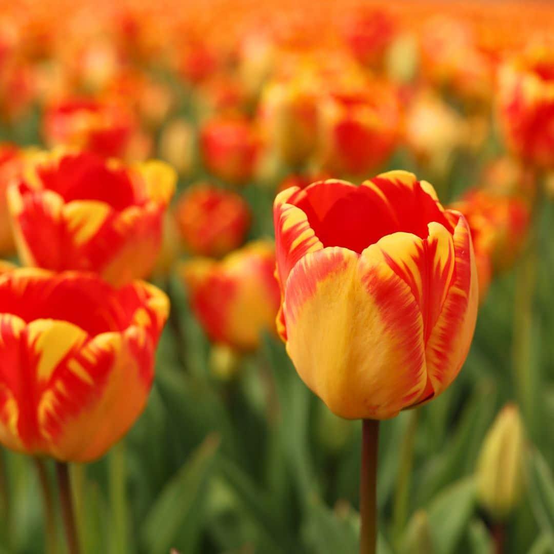 Flowerbulbs Amsterdam - Banja Luka - 15 Blumenzwiebeln - Größe 12+ - Pflanzfix24