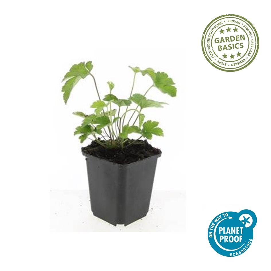 12x Anemone tom. 'Robustissima' – Purpurblaue Herbstanemone | Pflanzfix24.de - Pflanzfix24.de