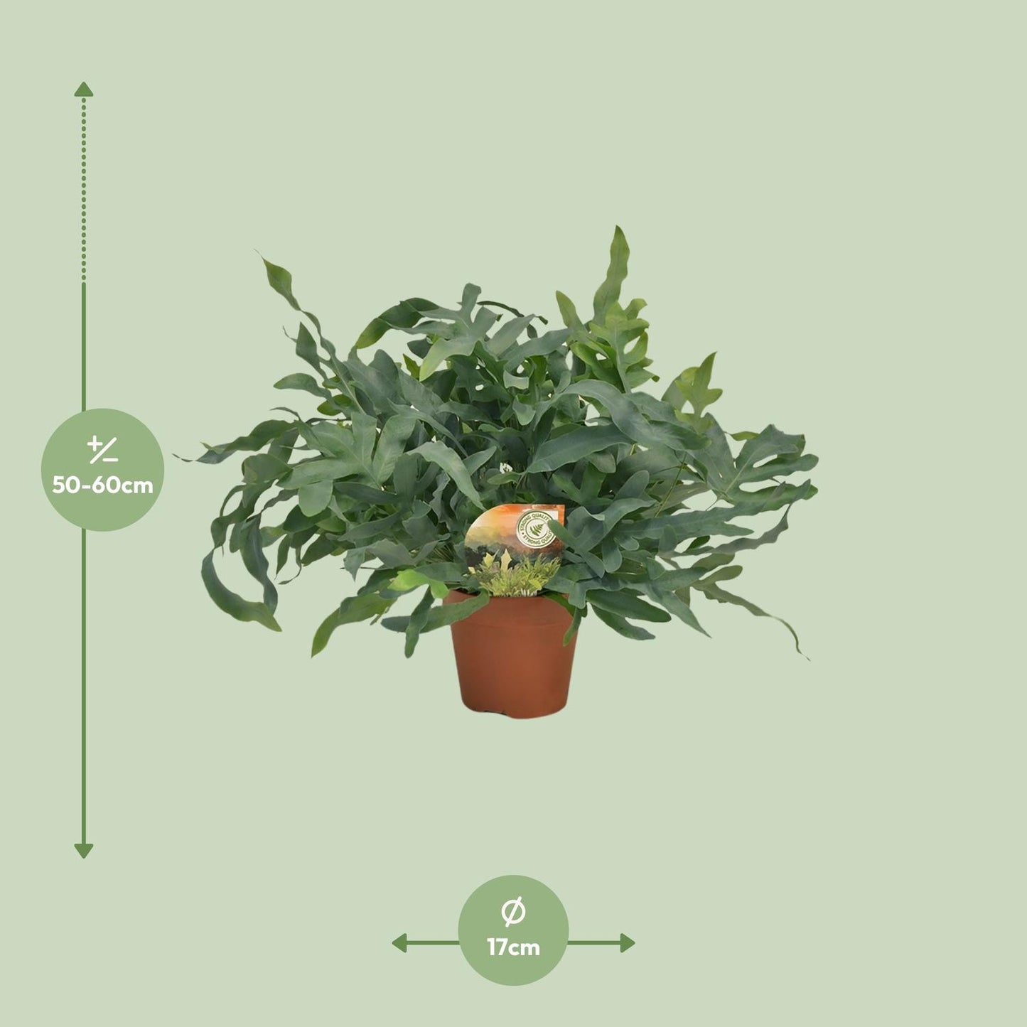 Phlebodium Blue Star 60cm Ø17cm – Große Zimmerpflanze | Pflanzfix24.de - Pflanzfix24.de