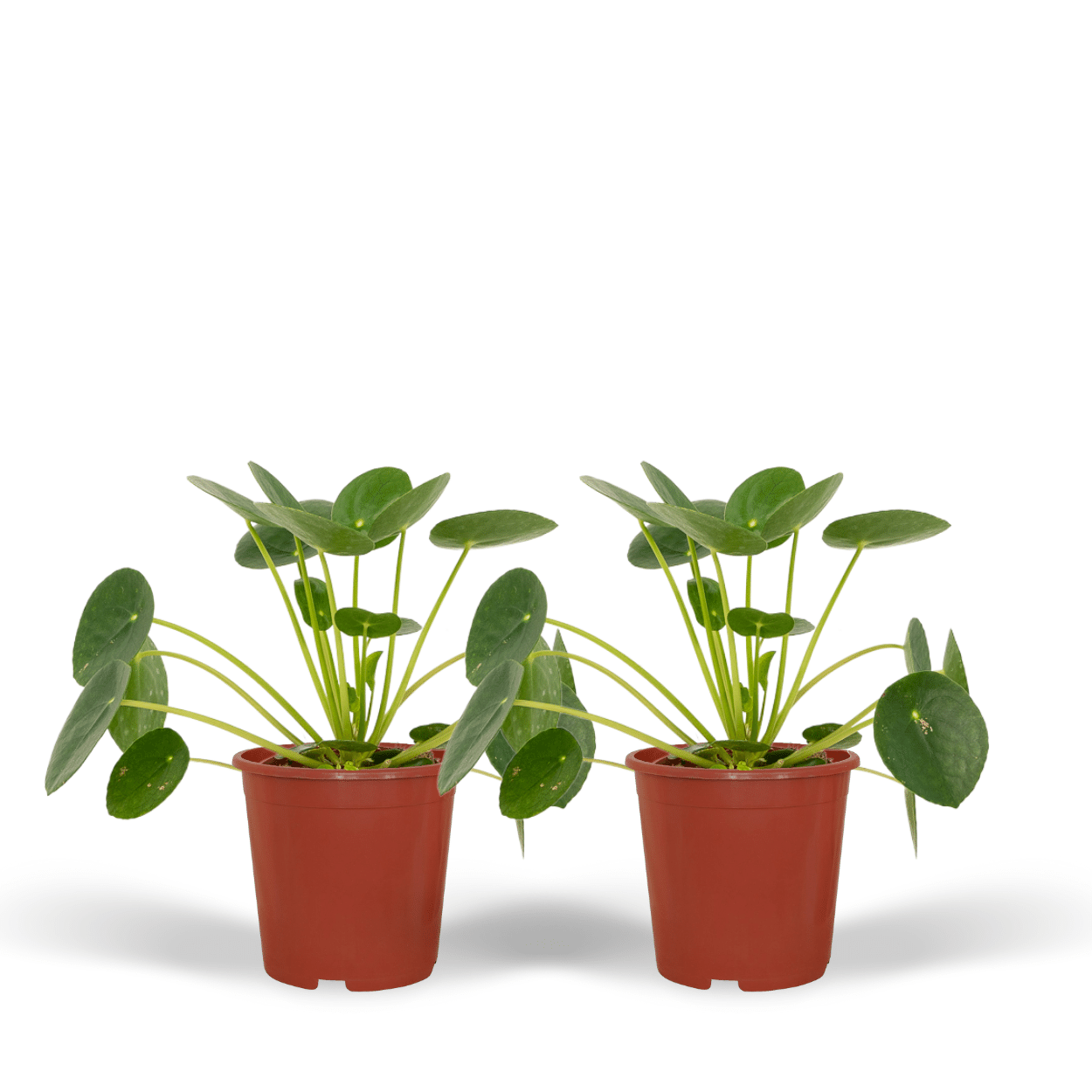 2x Pilea Peperomiodes - Pfannkuchenpflanze - 20cm - ø12 von Pflanzfix24.de - Pflanzfix24.de