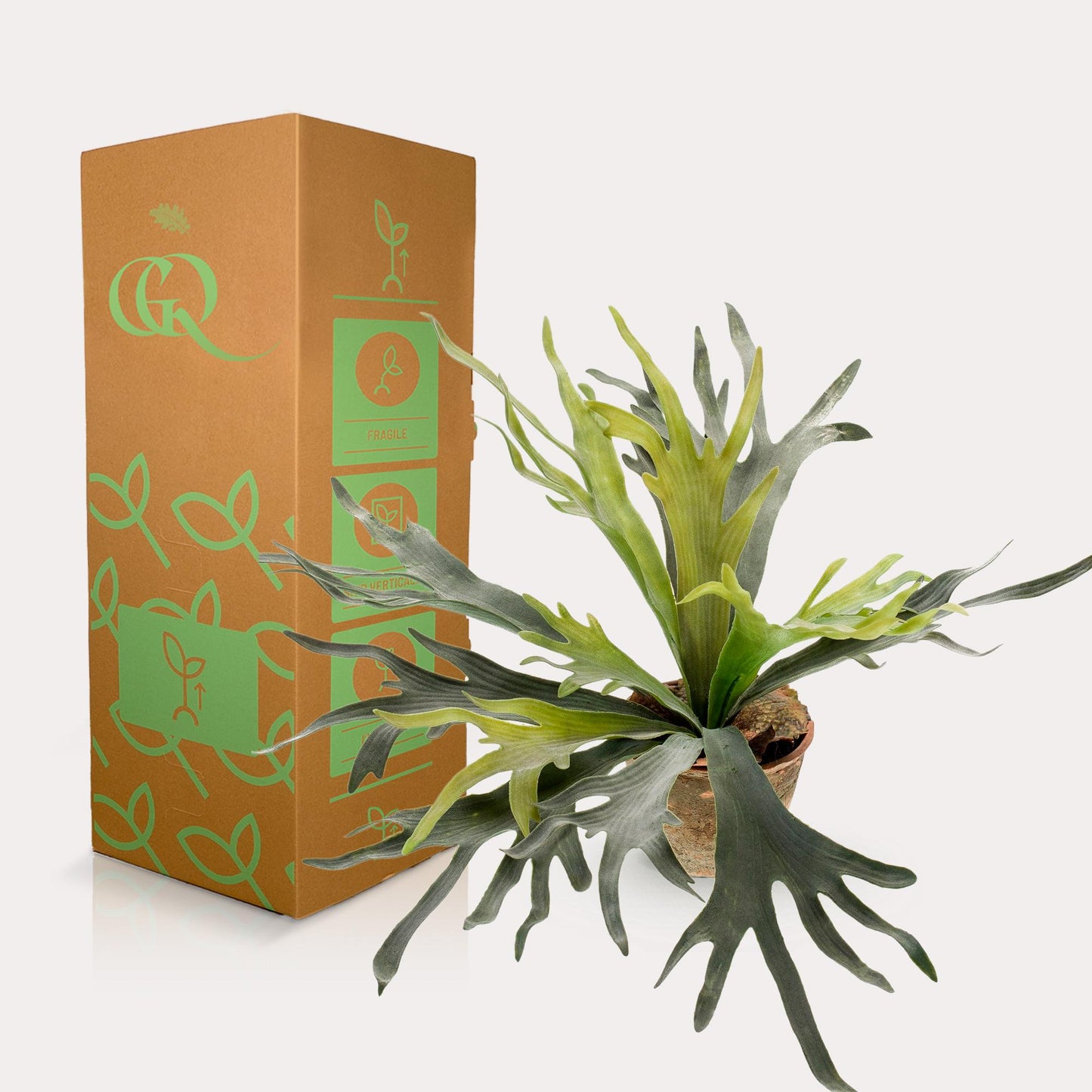 Kunst-Staghorn Farn 50 cm – Geweihfarn | Pflanzfix24.de - Pflanzfix24.de