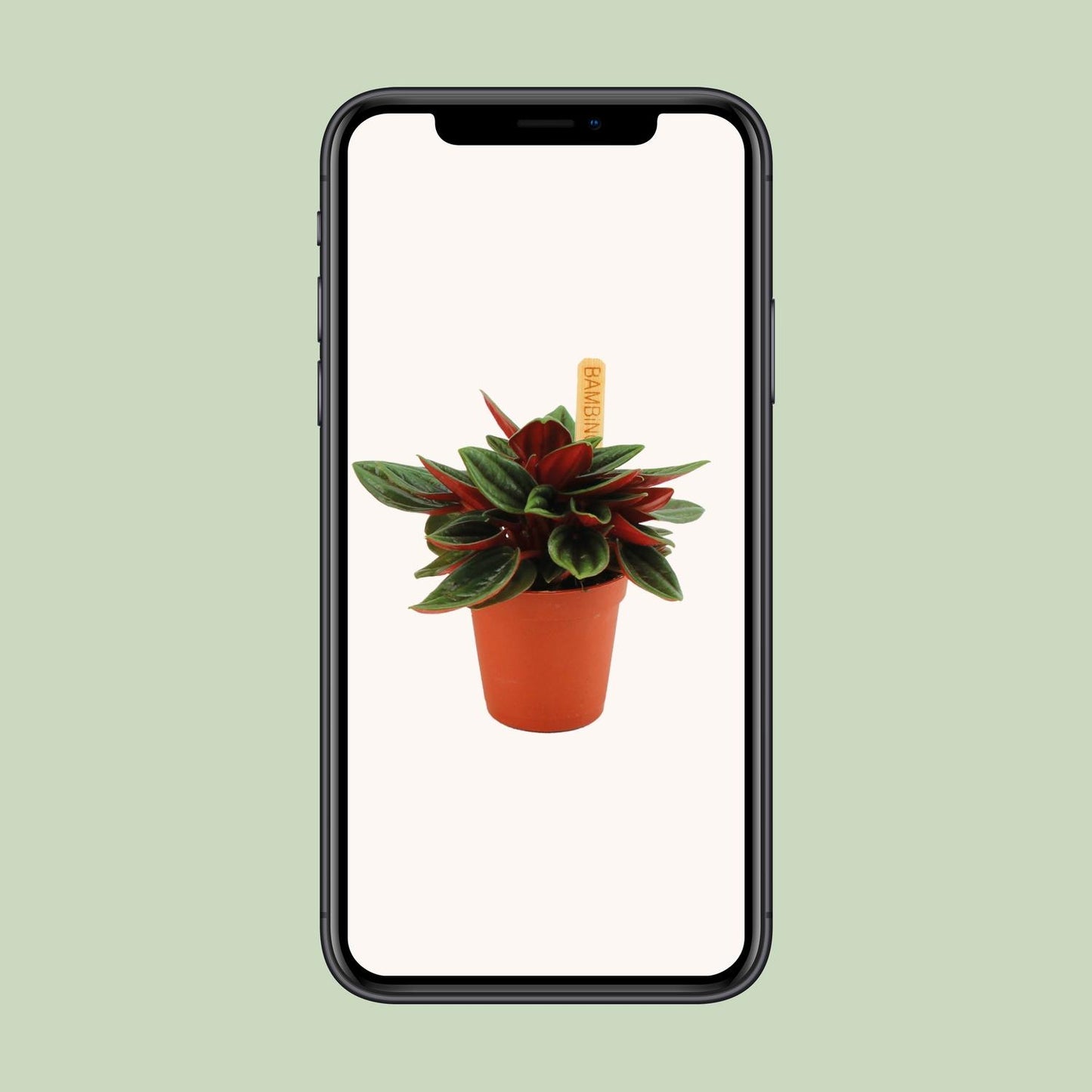 Peperomia Caperata Rosso - Ø6cm - ↕10cm - Pflanzfix24