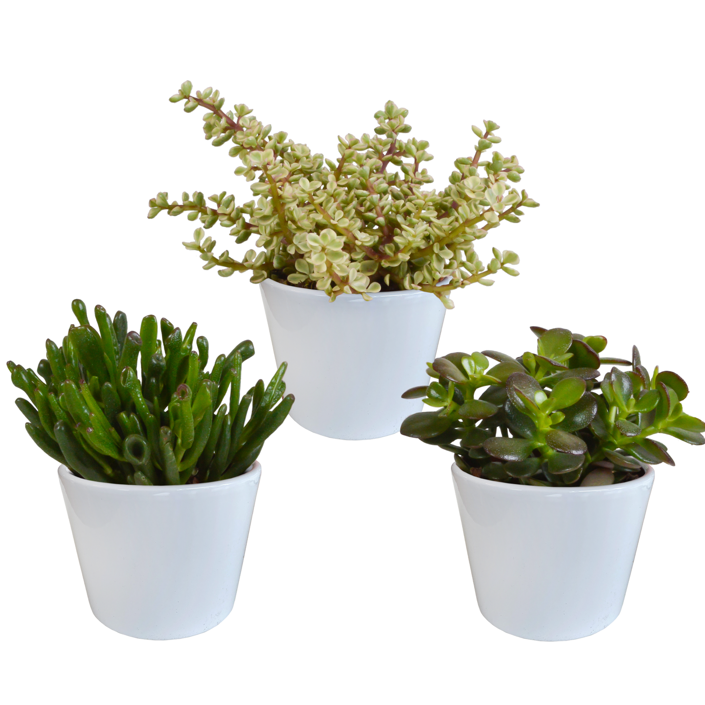 Crassula-Mischung 10,5 cm - 3x - in weißer Topf - Pflanzfix24.de - Pflanzfix24.de