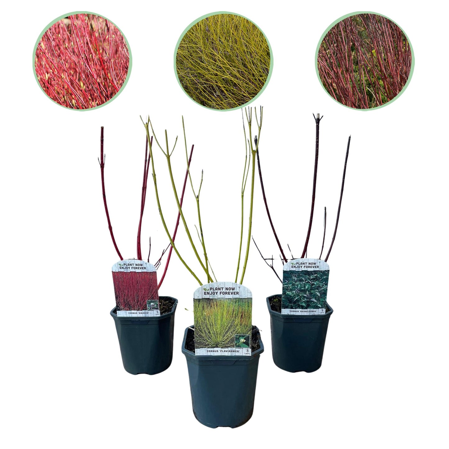 Pflanzfix24 - Cornus alba Tricolour Sträucher - 3 Pflanzen - Topf 17cm Höhe 45cm