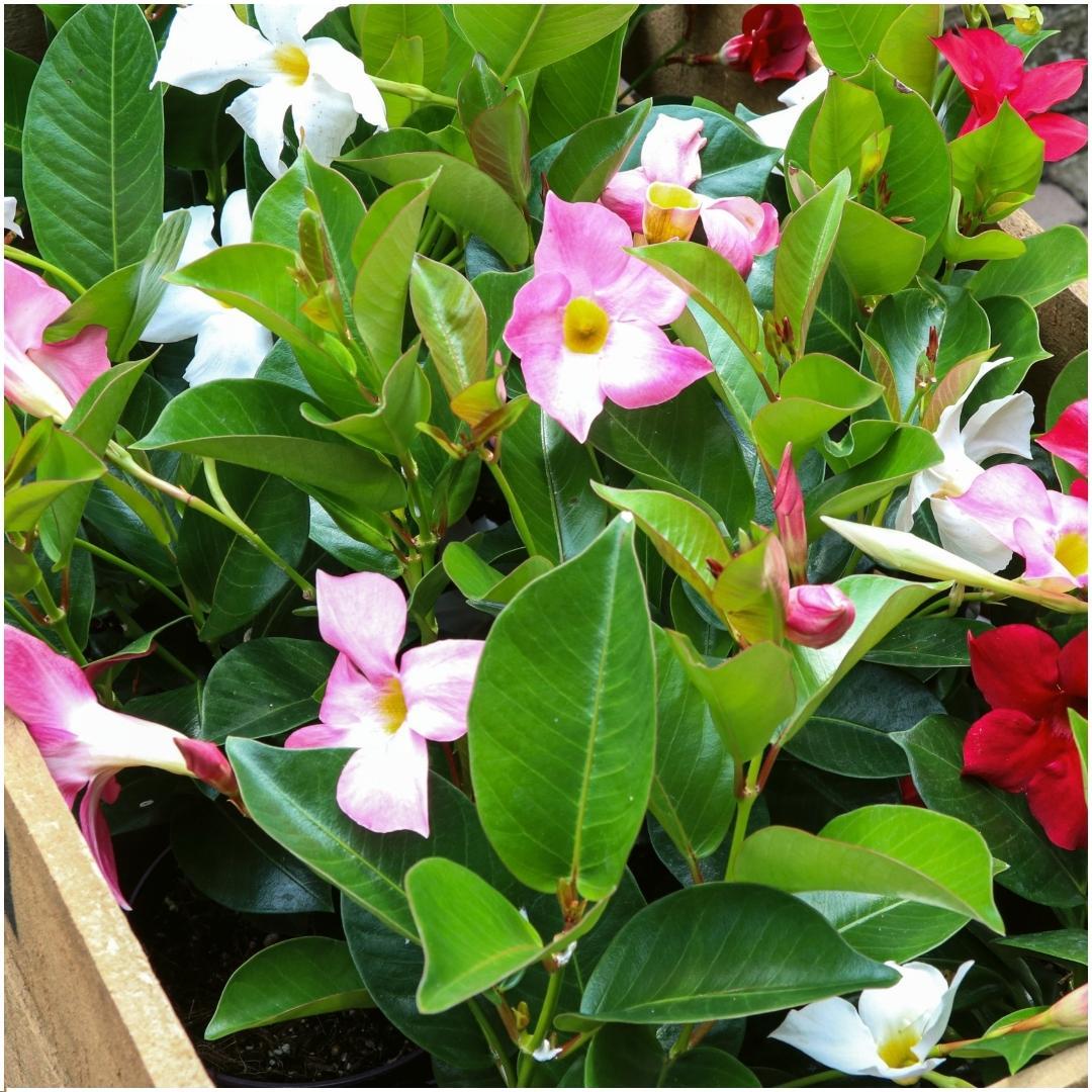Dipladenia Mix - 2 x Mandevilla pink - 2 x Mandevilla white - 2 x Mandevilla red - Pflanzfix24.de - Pflanzfix24.de