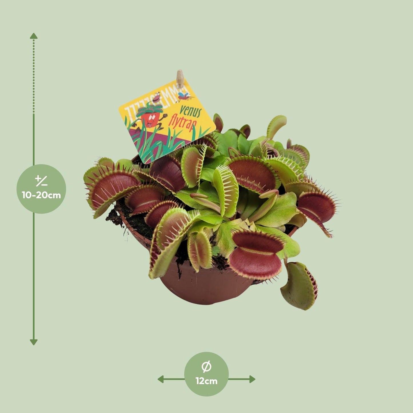 Dionaea Muscipula - Ø12cm - Pflanzfix24.de - Pflanzfix24.de