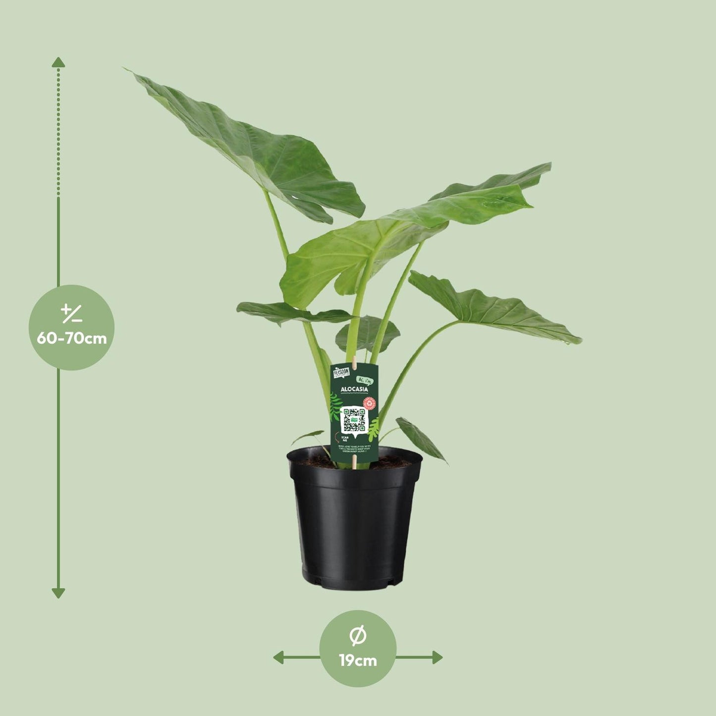 Alocasia Macrorrhiza - Ø19cm - ↕70cm bei Pflanzfix24.de - Pflanzfix24.de