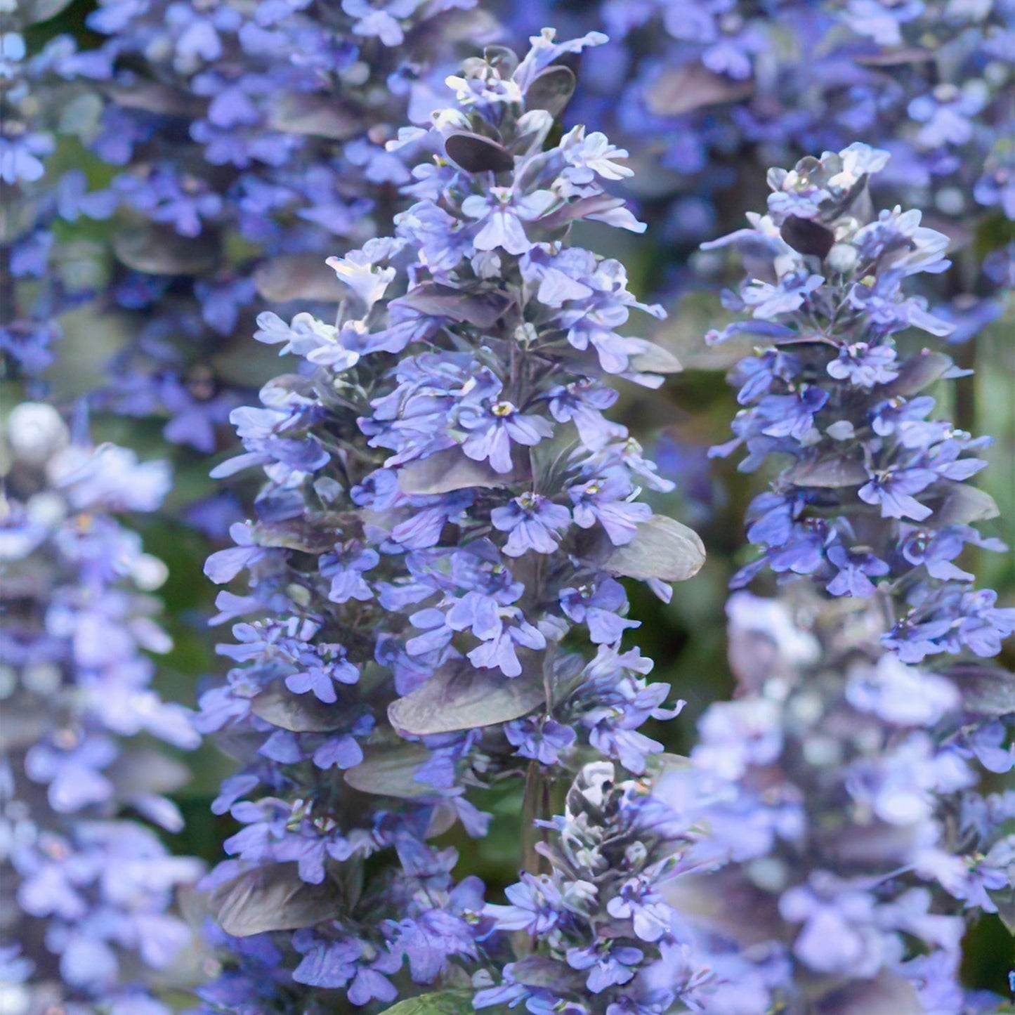 12x Ajuga reptans - Bodendeckerpflanze - Pflanzfix24