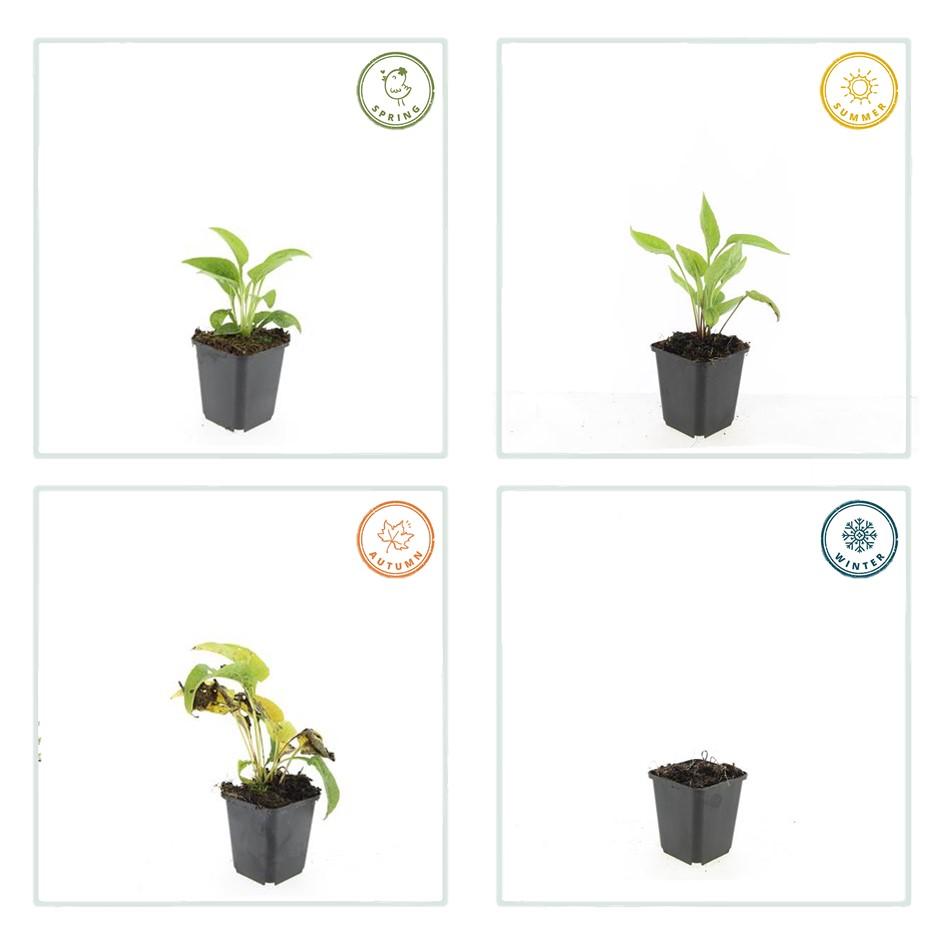 20x Echinacea p. 'White Swan' - Pflanzfix24