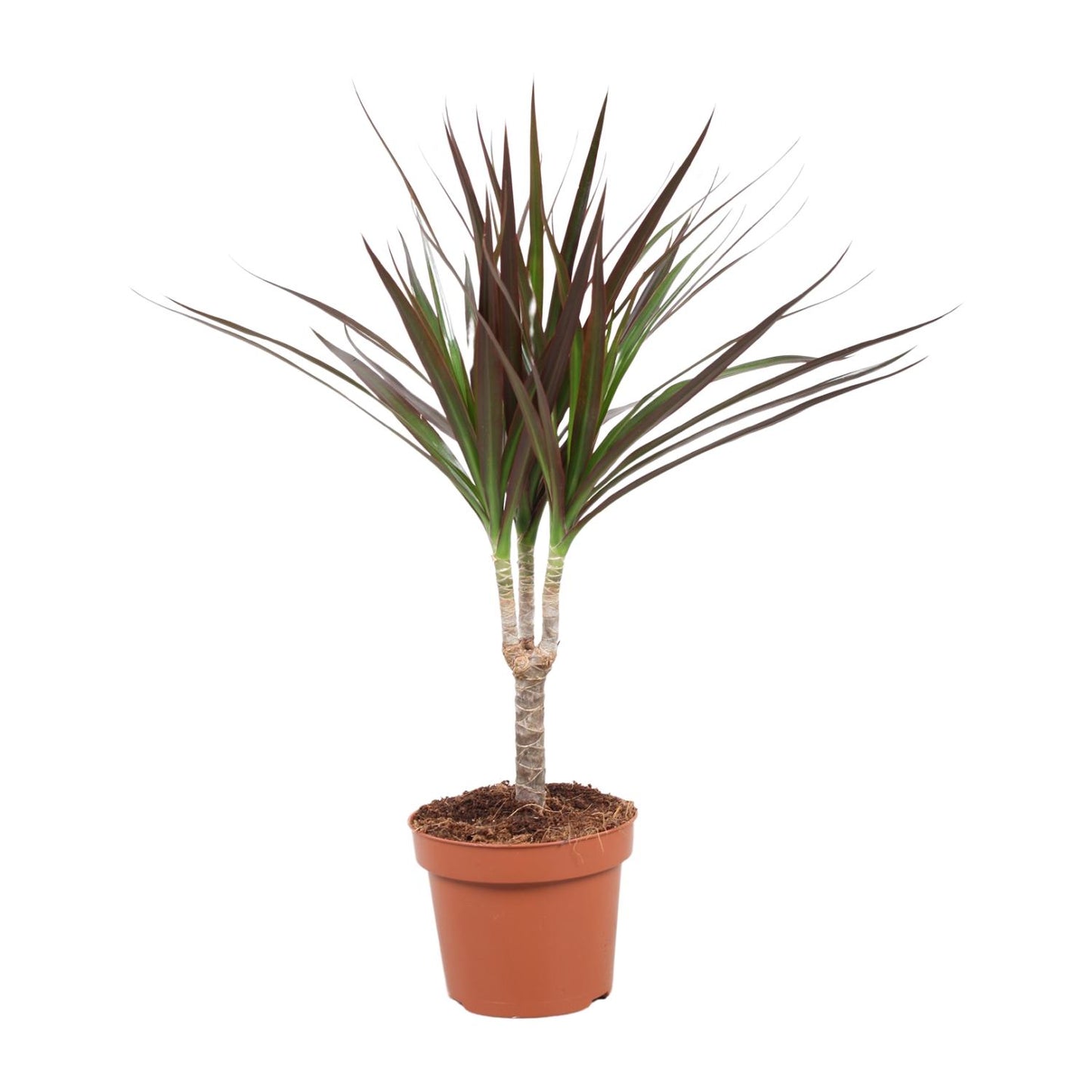 Dracaena Magenta - Ø12cm - ↕50cm - Pflanzfix24.de - Pflanzfix24.de