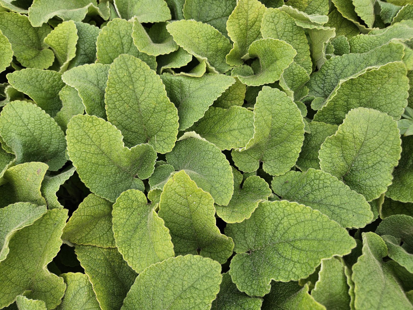 12x Phlomis russeliana winterharte Staude Ø9cm – Pflanzfix24.de - Pflanzfix24.de