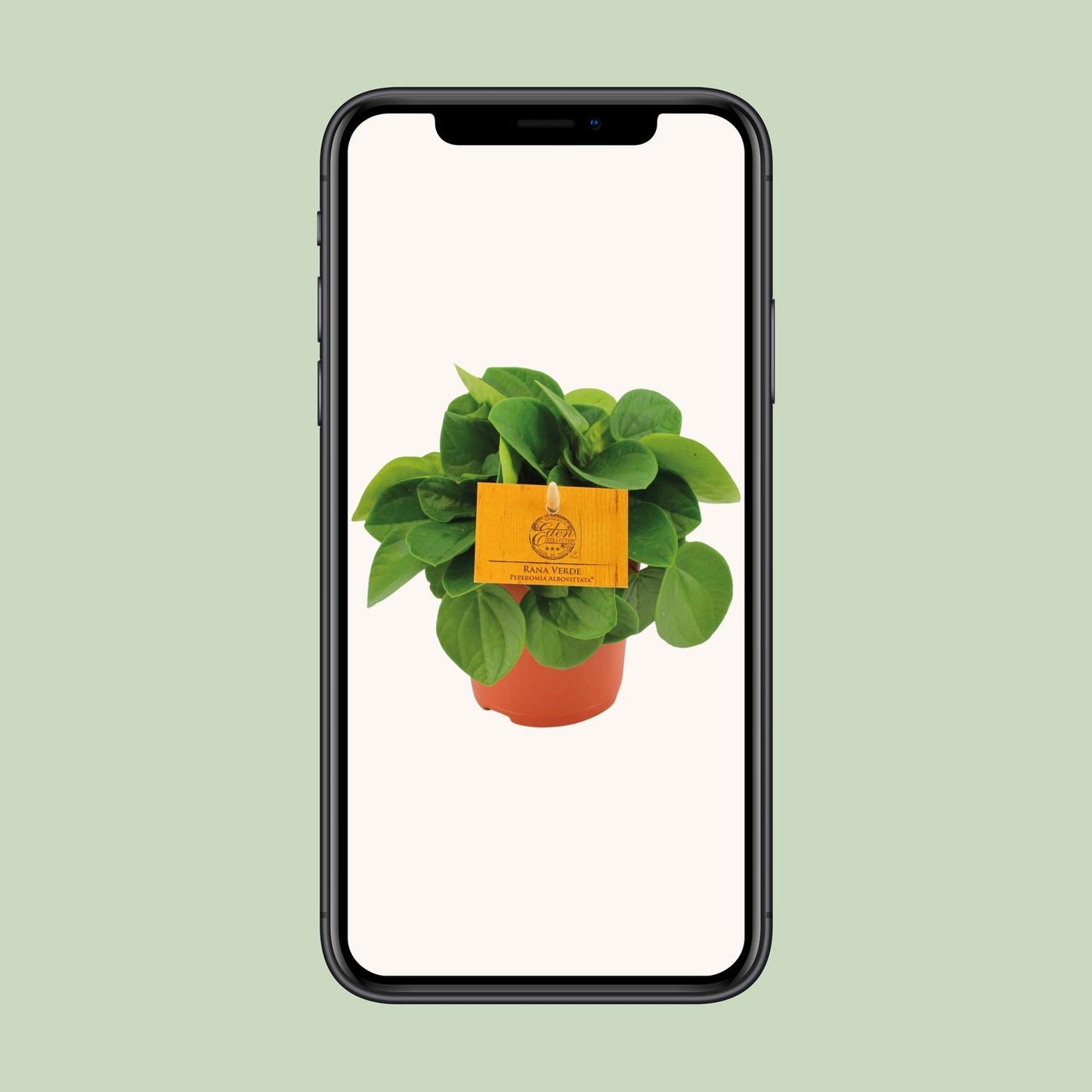 Peperomia Rana Verde Ø11cm – Kompakt & Pflegeleicht | Pflanzfix24.de - Pflanzfix24.de