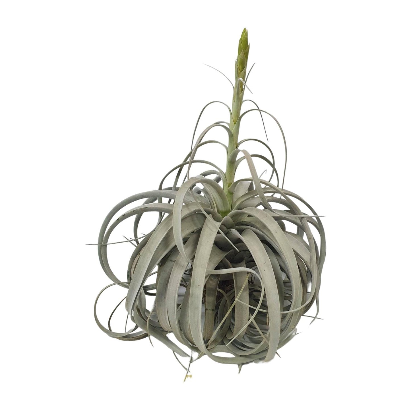 Tillandsia Xerographica Luftwurzelpflanze - Ø35cm - ↕50cm - Pflanzfix24