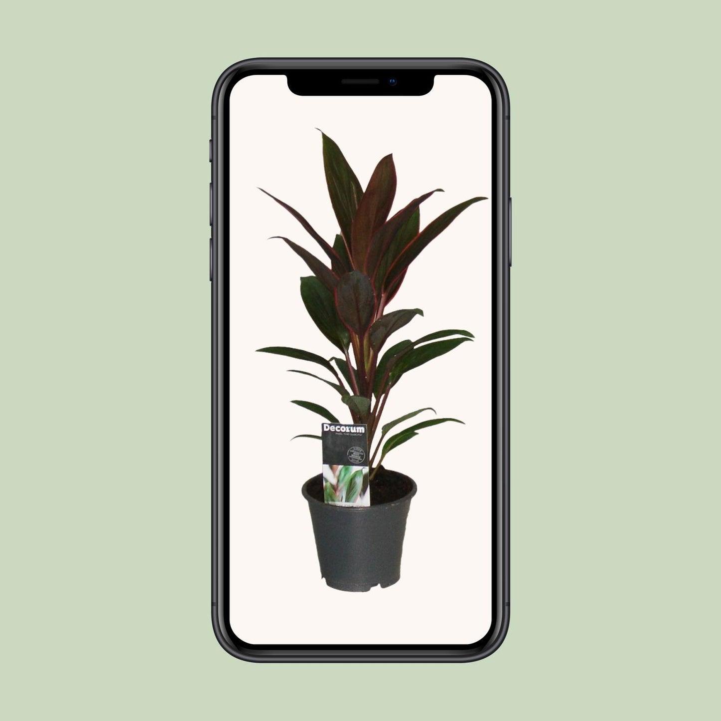Cordyline Rumba - Ø12cm - ↕40cm - Pflanzfix24