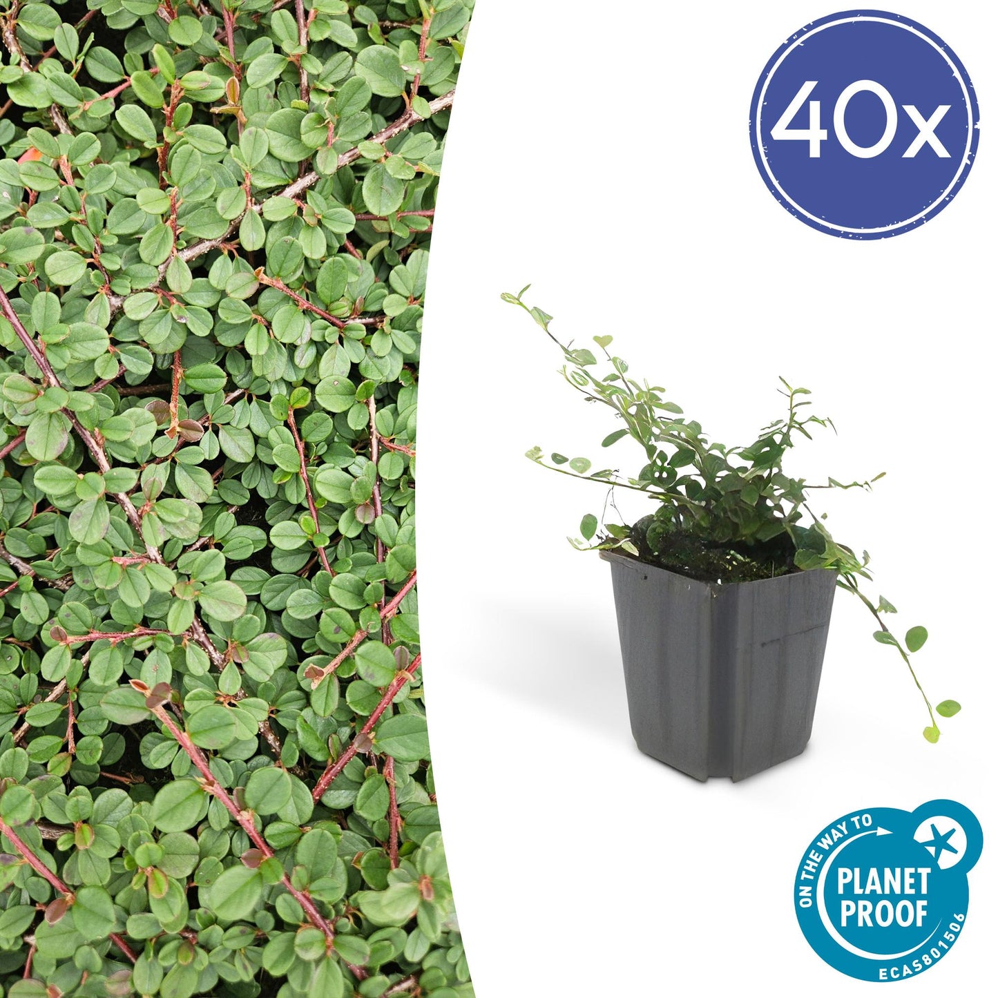 40x Cotoneaster pr. 'Queen of Carpets' - ↕10-25cm - Ø9cm - Pflanzfix24.de - Pflanzfix24.de