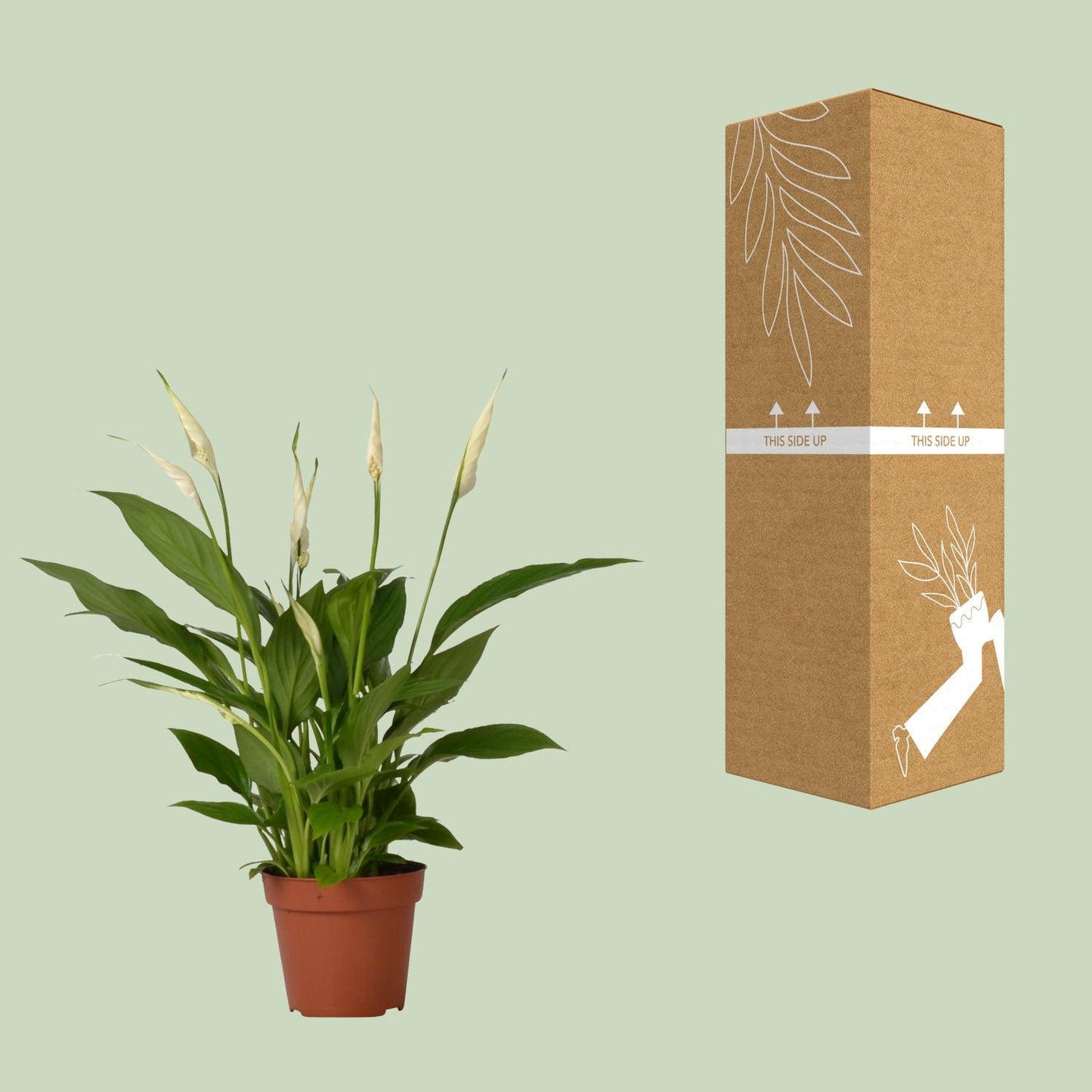 Friedenslilie Spathiphyllum Bingo Cupido – ca. 45 cm | Pflanzfix24.de - Pflanzfix24.de