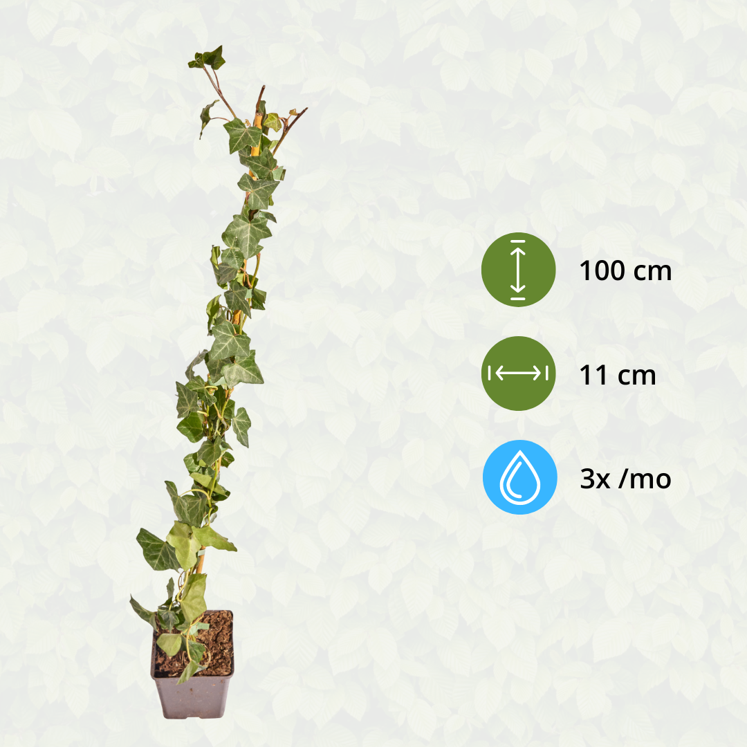 Hedera Hibernica - Efeu - gestäbt - ↨80 - 100 cm - Pflanzfix24.de - Pflanzfix24.de