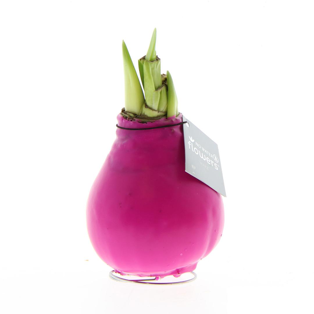 No Water Flowers® (wax amaryllis) | Waxz® Colours - Pink + Red flower - Pflanzfix24