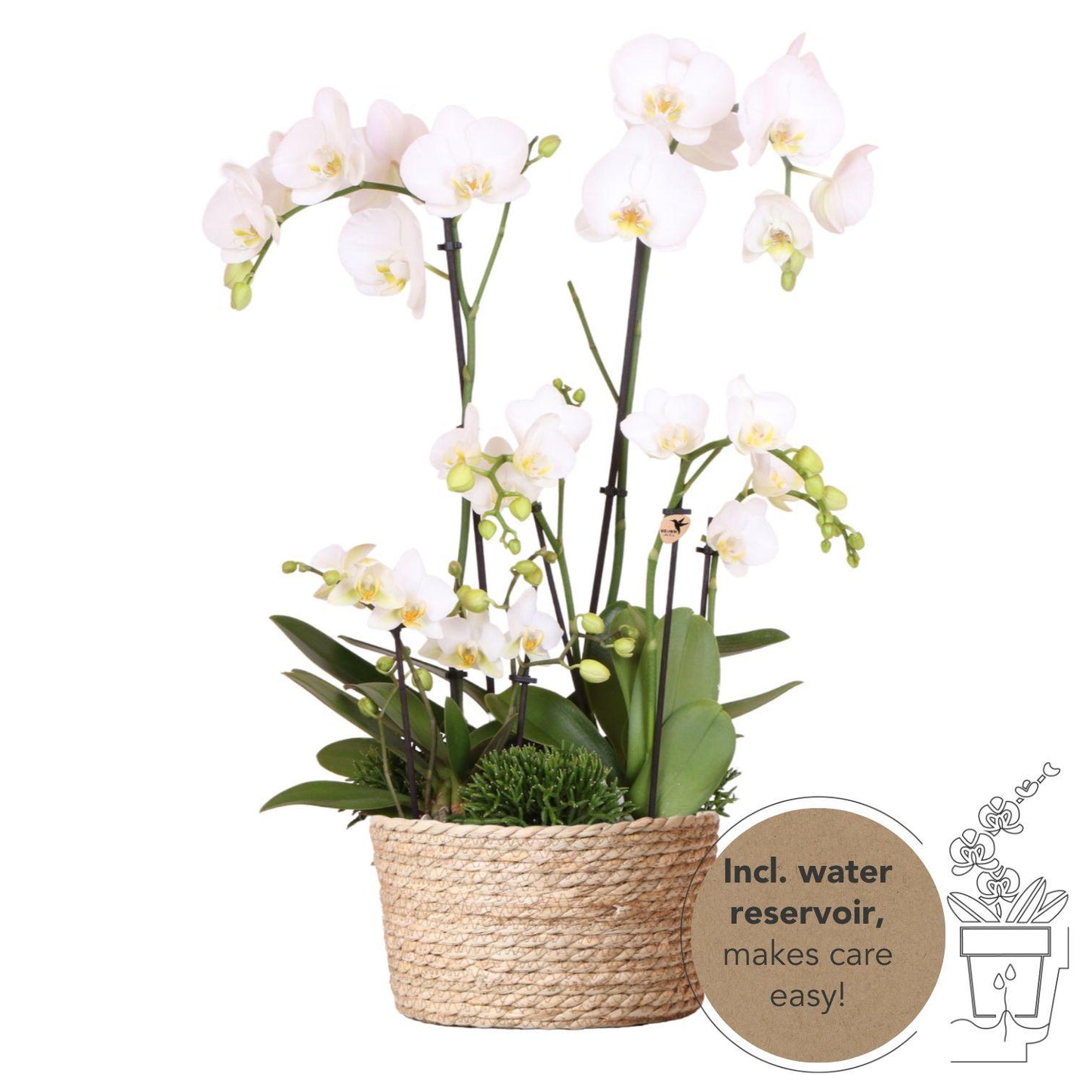 Kolibri Orchids | weißes Pflanzenset im Schilfkorb inkl. Wassertank - Pflanzfix24