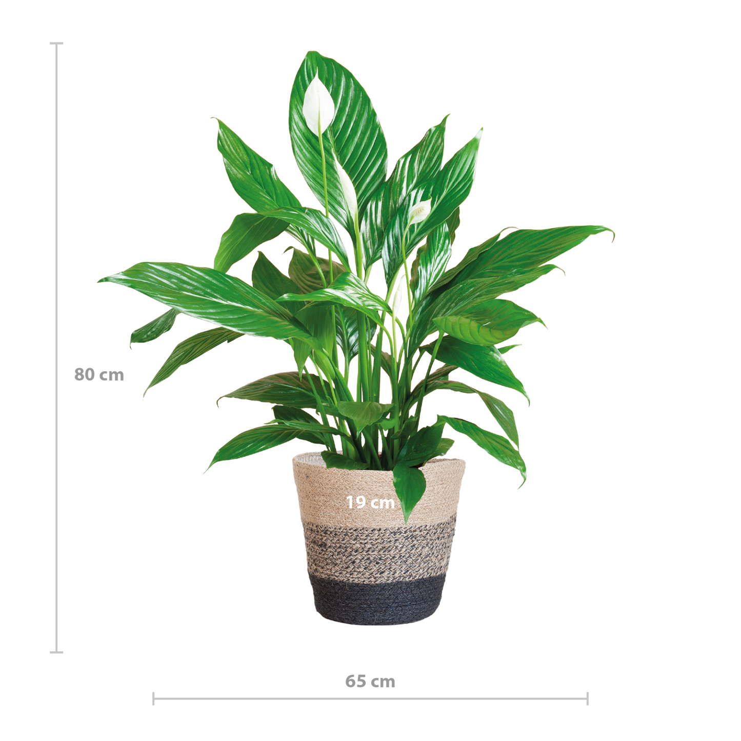 Spathiphyllum 80 cm mit Jutekorb Lissabon Schwarz – Pflanzfix24.de - Pflanzfix24.de