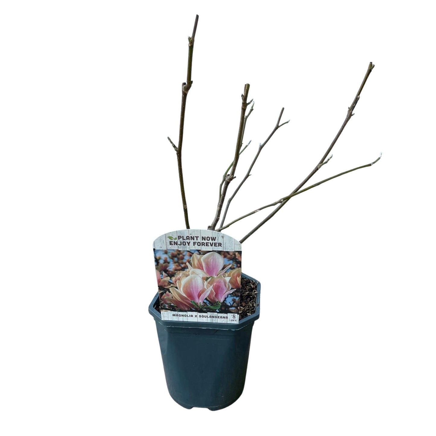 Pflanzfix24.de - Magnolia Soulangiana - Blüten Hellrosa - 1 Pflanze - Laubabwerfend - Topf 17cm - Pflanzfix24.de