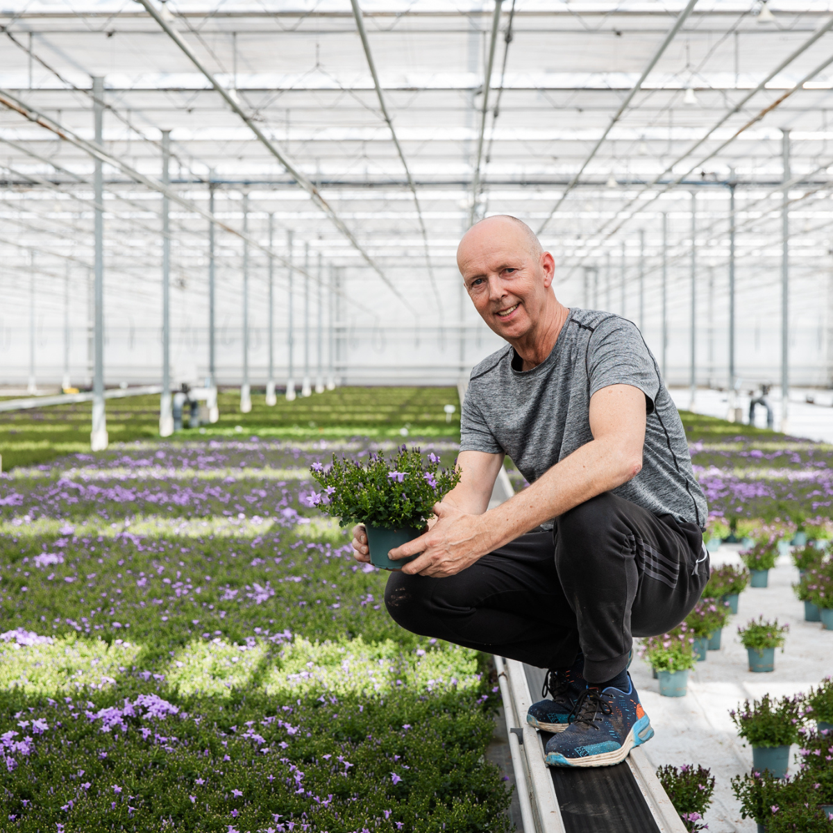 2x Campanula Addenda Ambella Intense Purple in Malaga-Dekotöpfen - Pflanzfix24.de - Pflanzfix24.de