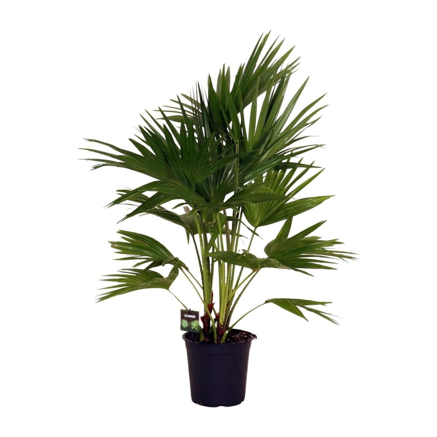 Livistona chinensis Palme Ø24cm – 100cm hoch | Pflanzfix24.de - Pflanzfix24.de