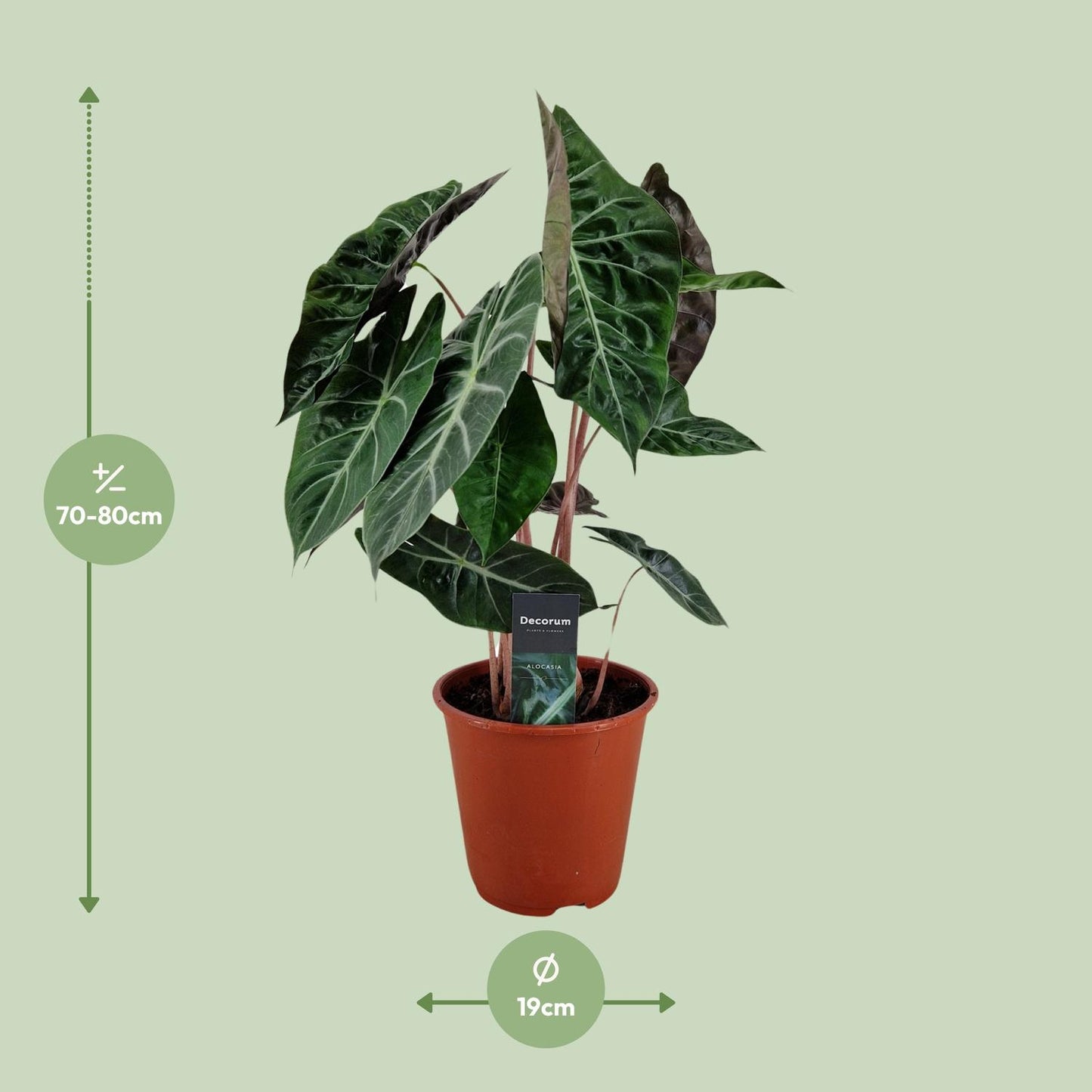 Alocasia Pink Dragon - Ø19cm - ↕75cm - Pflanzfix24