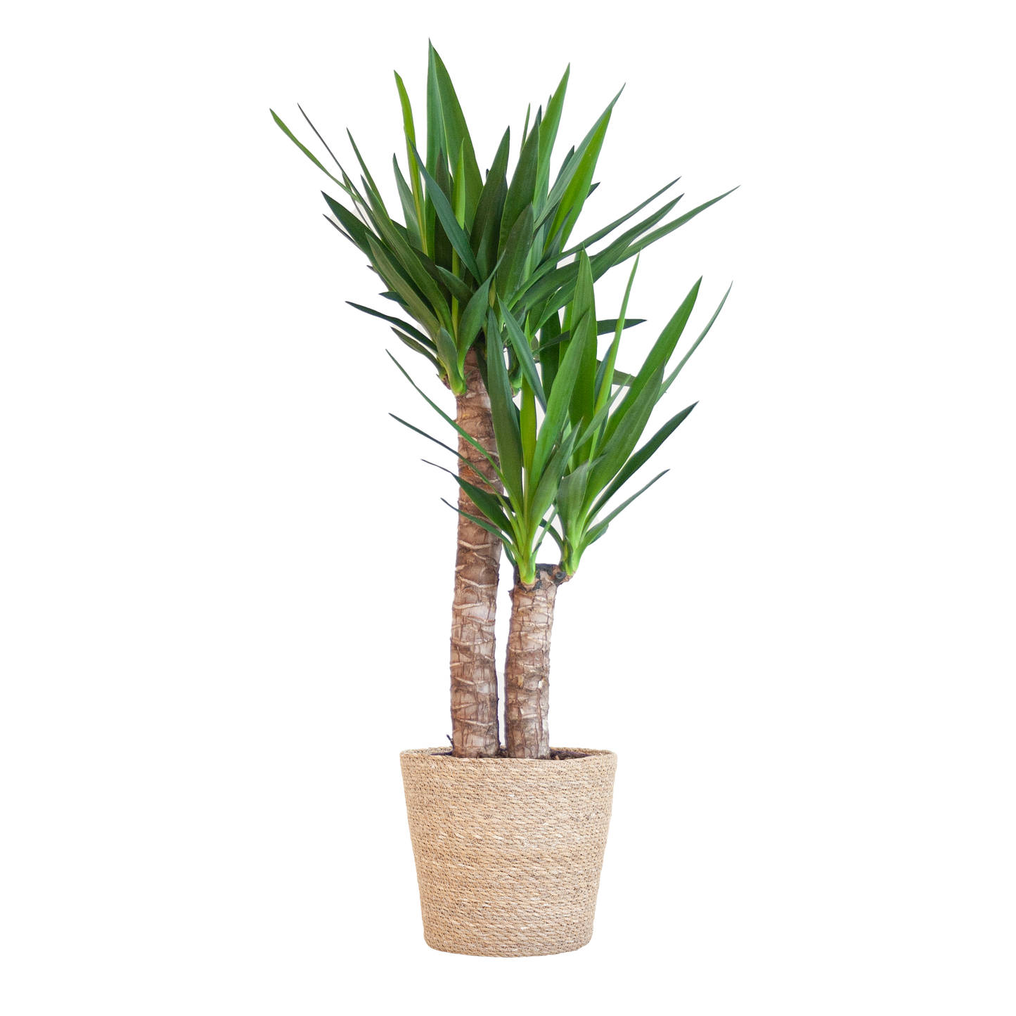 Yucca Elephantipes 90cm im Sofia-Korb natur | Pflanzfix24