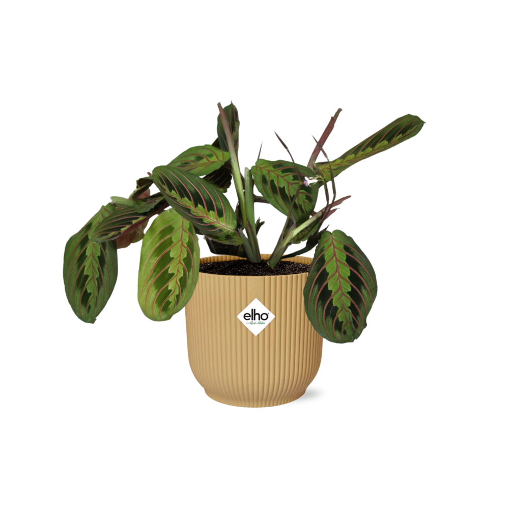 Maranta Leuconeura ‘Fascinator’ Tricolor 14cm ELHO Vibes Fold Gelb | Pflanzfix24