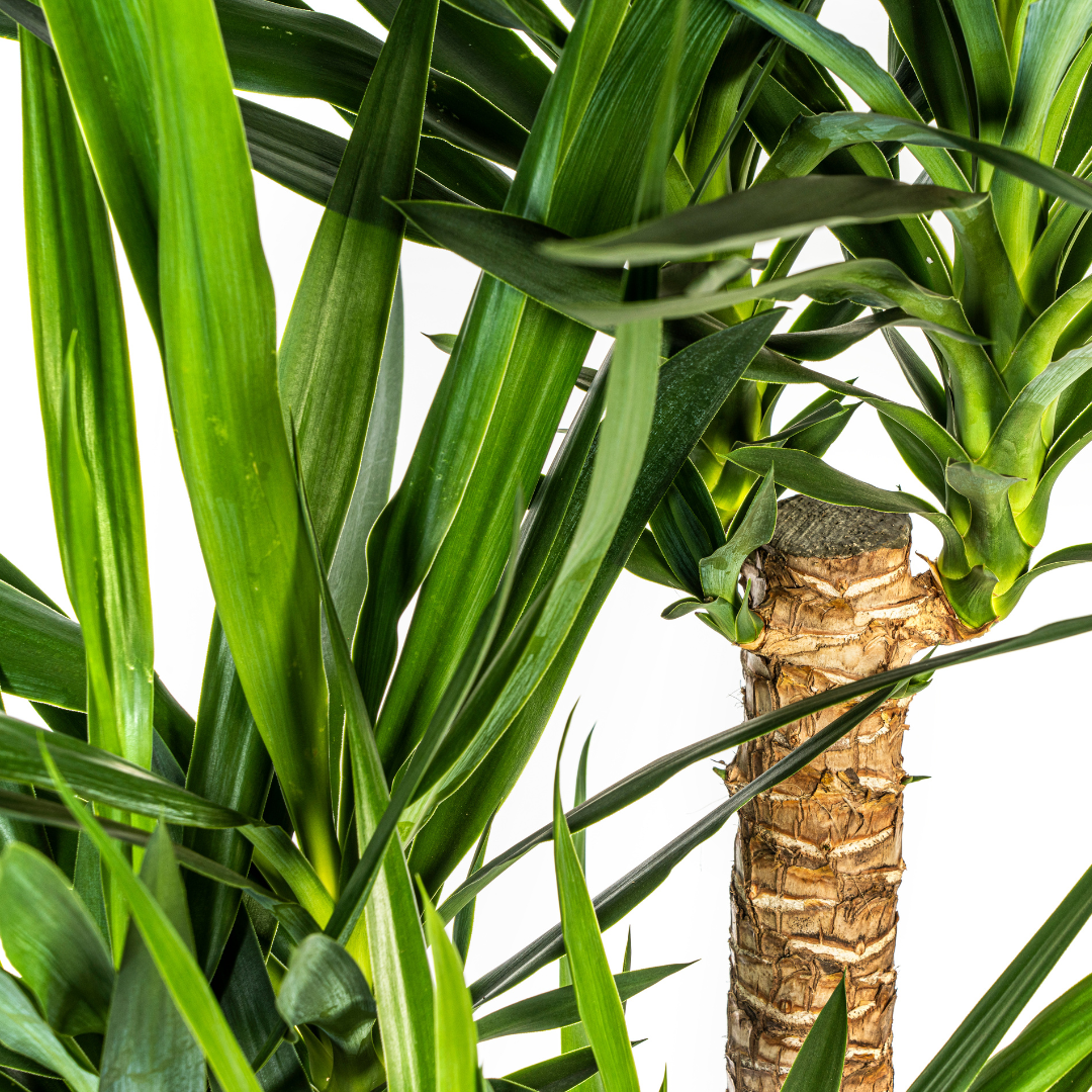 Yucca Elephantipes Verzweigt Ø24cm | Zimmerpflanze 80-100cm – Pflanzfix24.de - Pflanzfix24.de